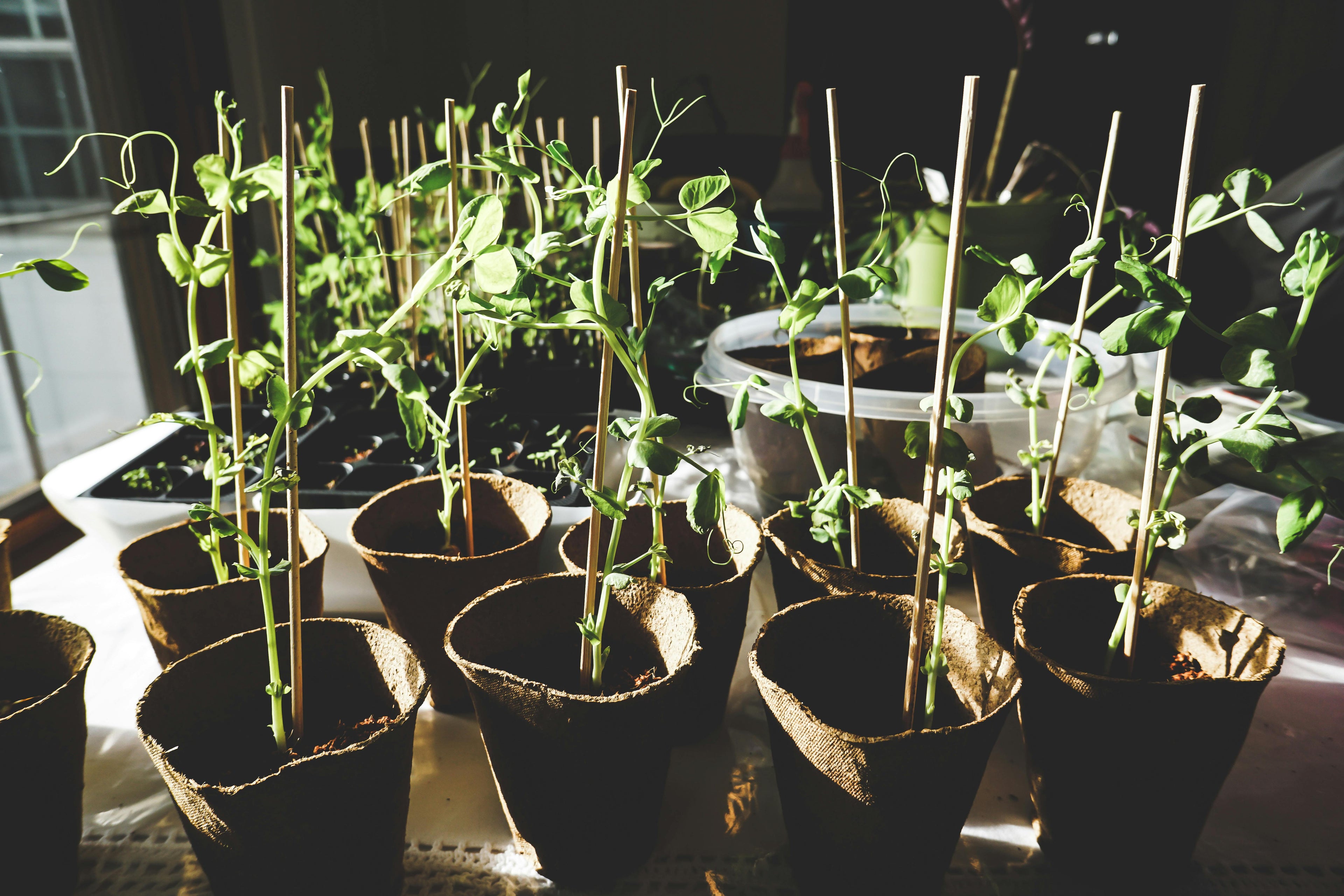 🌱 Seeds for Tomatoes, Peppers & Microgreens (Coming Soon) 🌶️