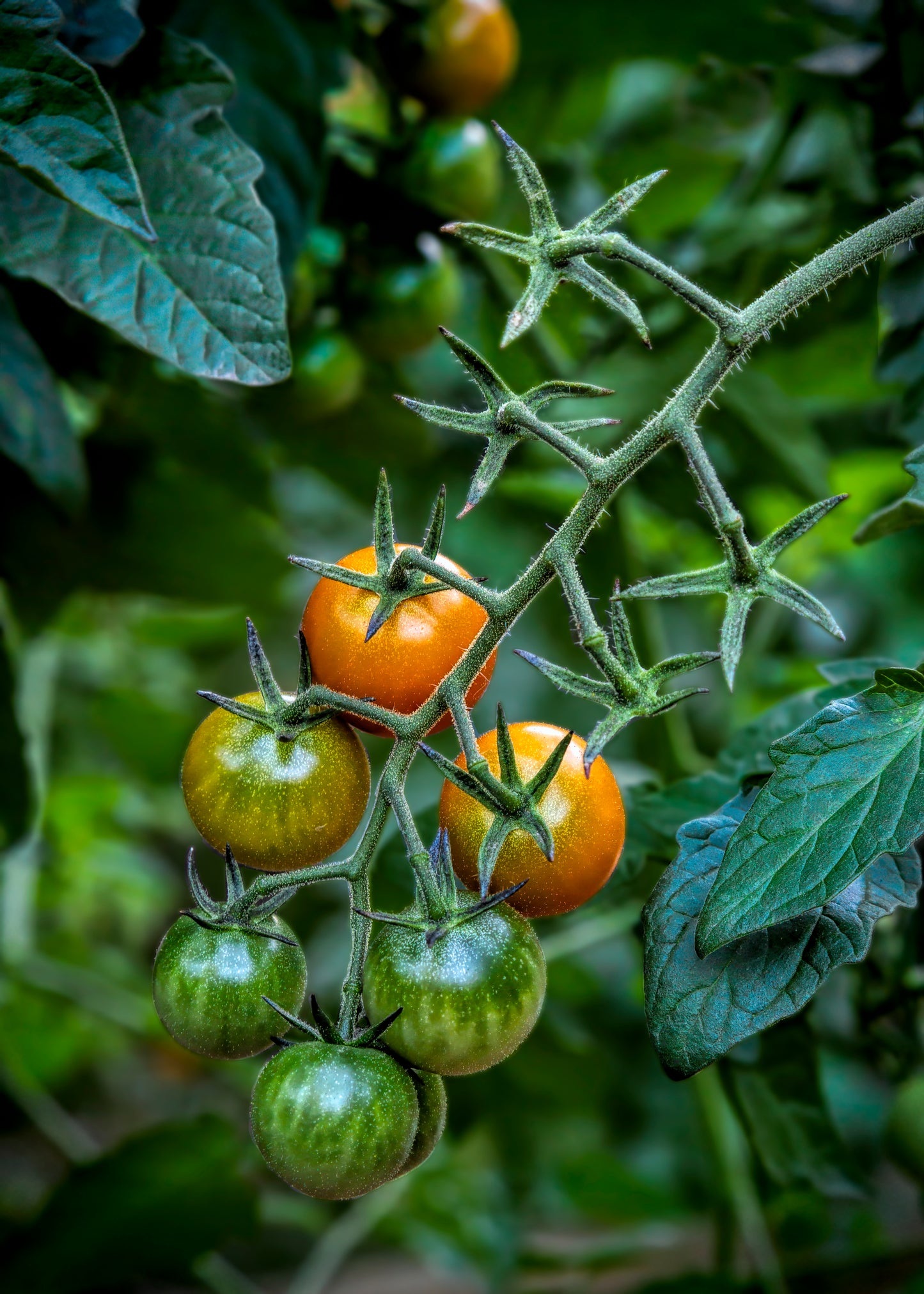 Cherry Mix F1 Hybrid Tomato Plant