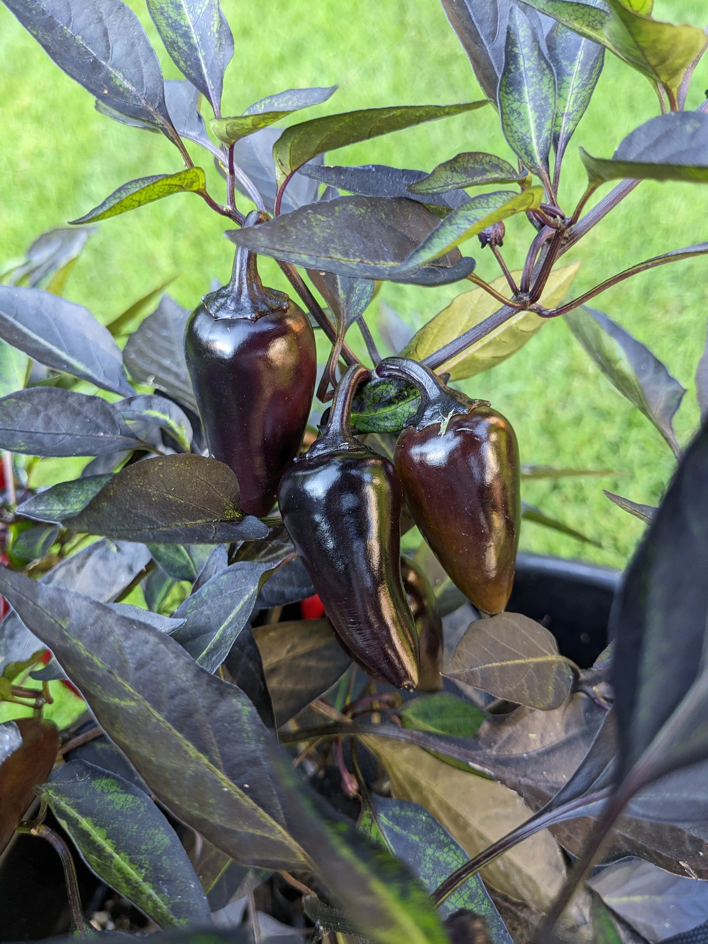 Count Dracula Pepper Potted Plant