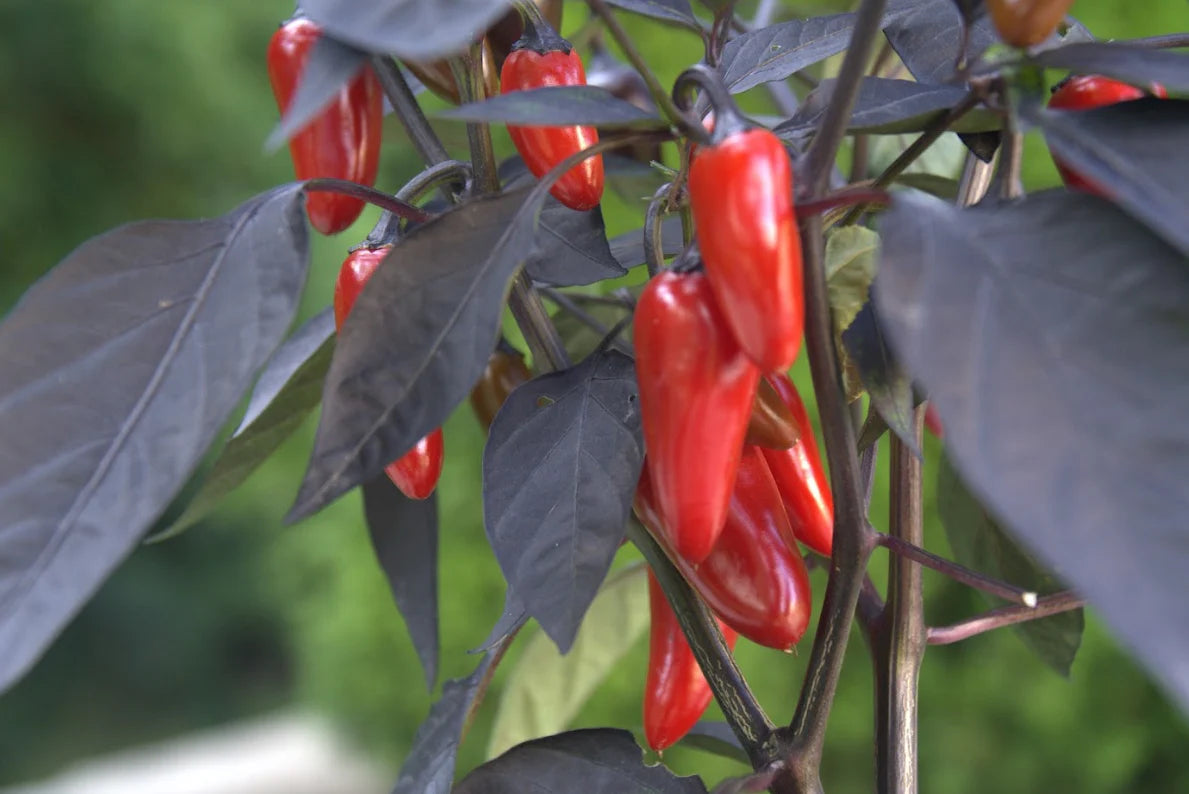 Count Dracula Pepper Potted Plant