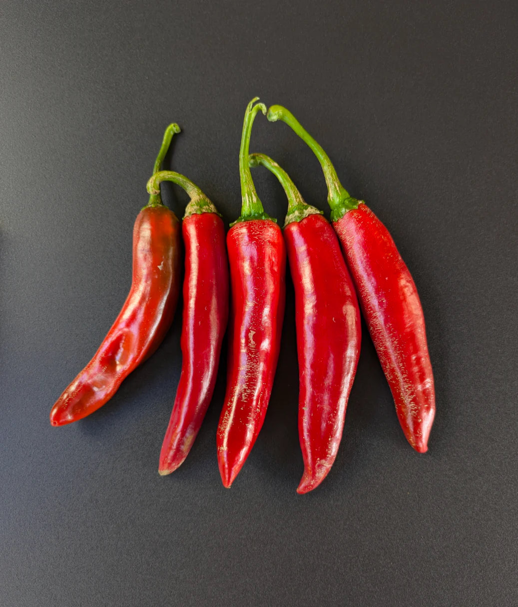 Guajillo Pepper Potted Plant