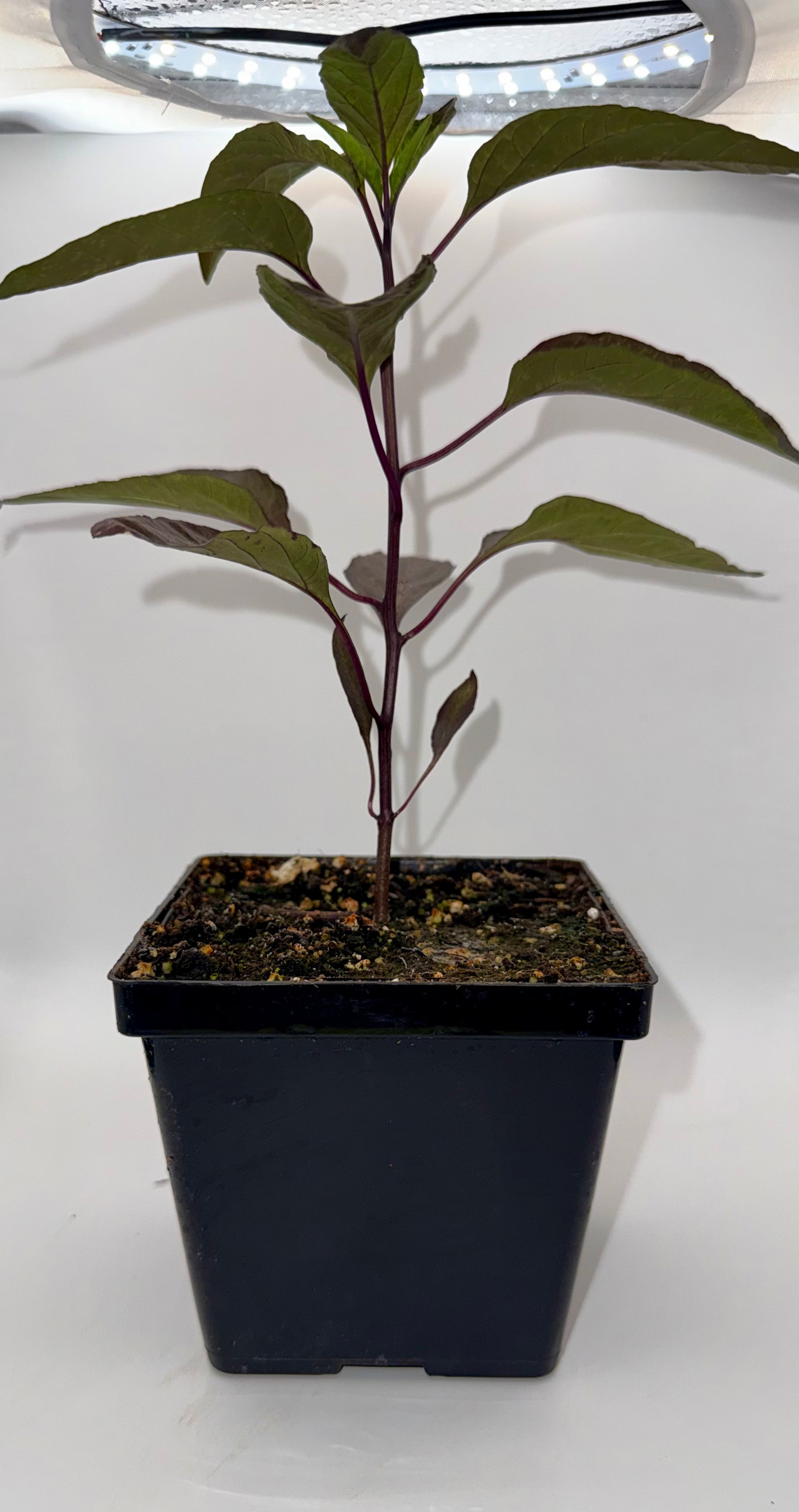 dracula house plant Count Dracula 4
