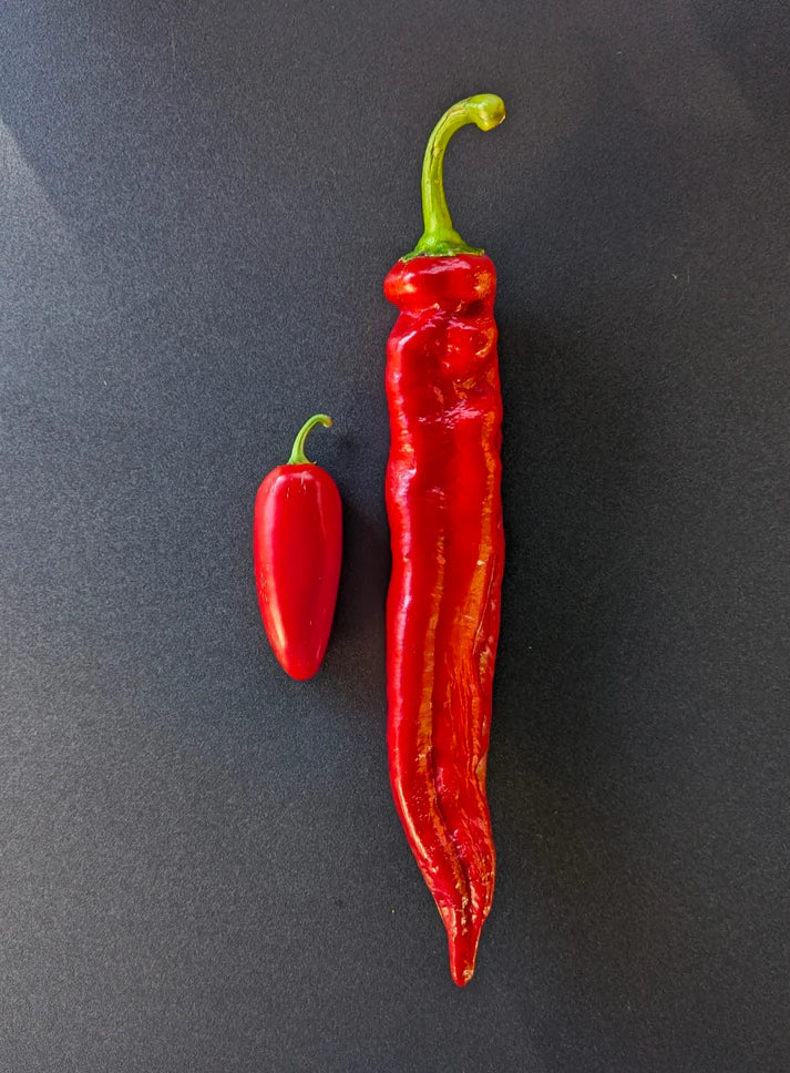Jalapeno Chernobyl Potted Plant