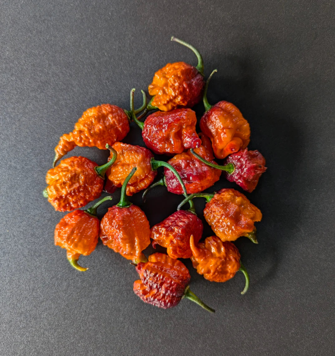 Orange Gator Jigsaw Pepper Potted Plant