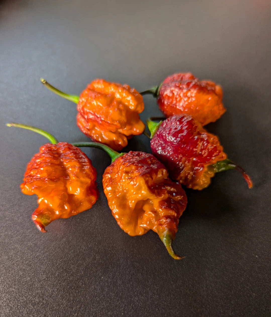 Orange Gator Jigsaw Pepper Potted Plant