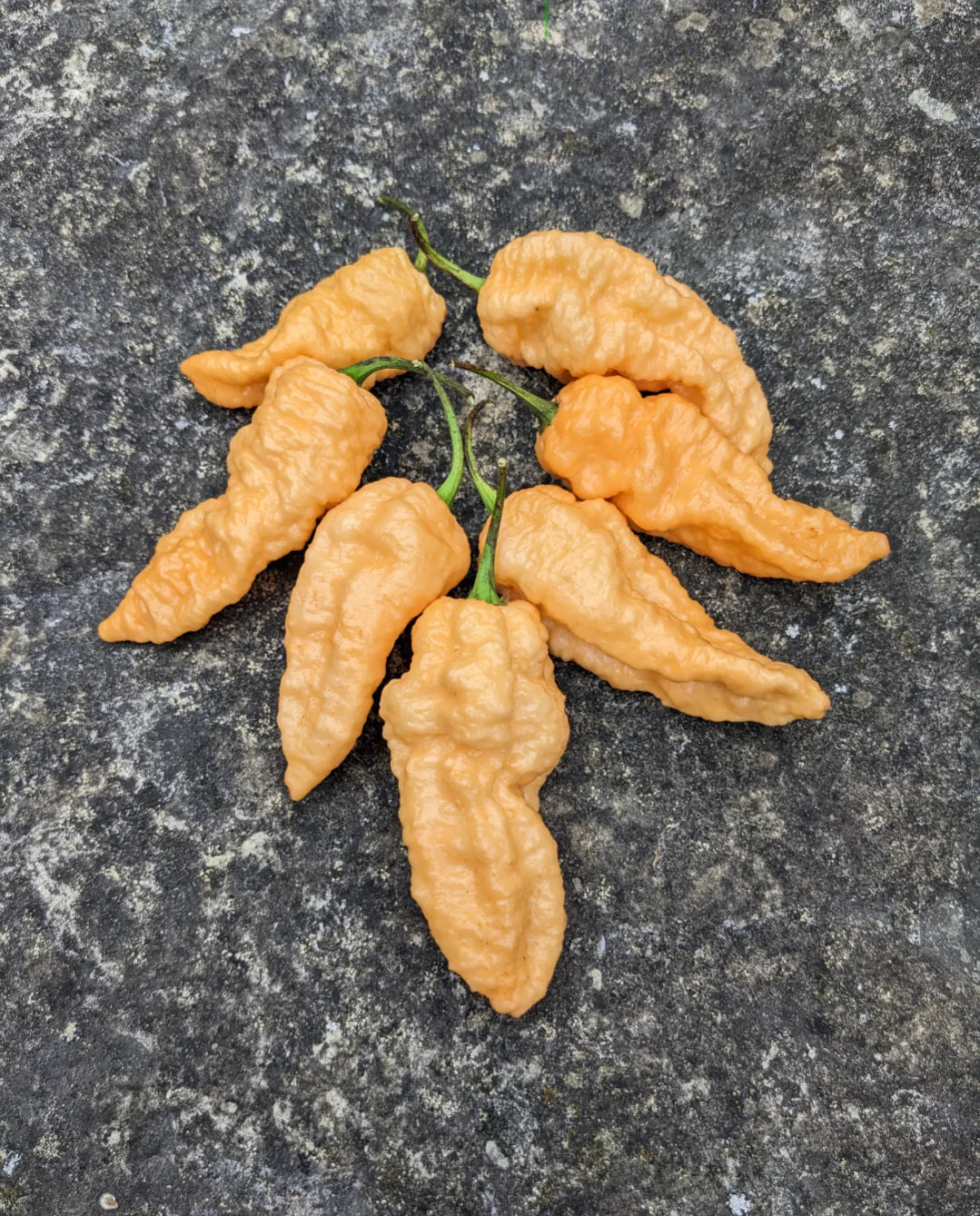 Peach Ghost Pepper Potted Plant