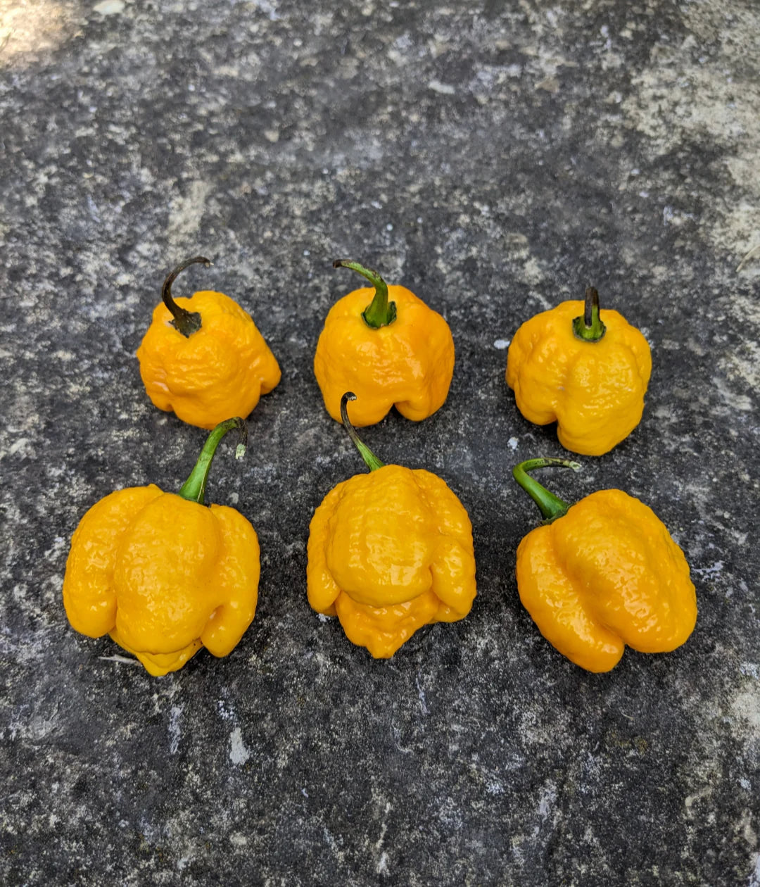 Yellow Trinidad Moruga Scorpion Potted Plant