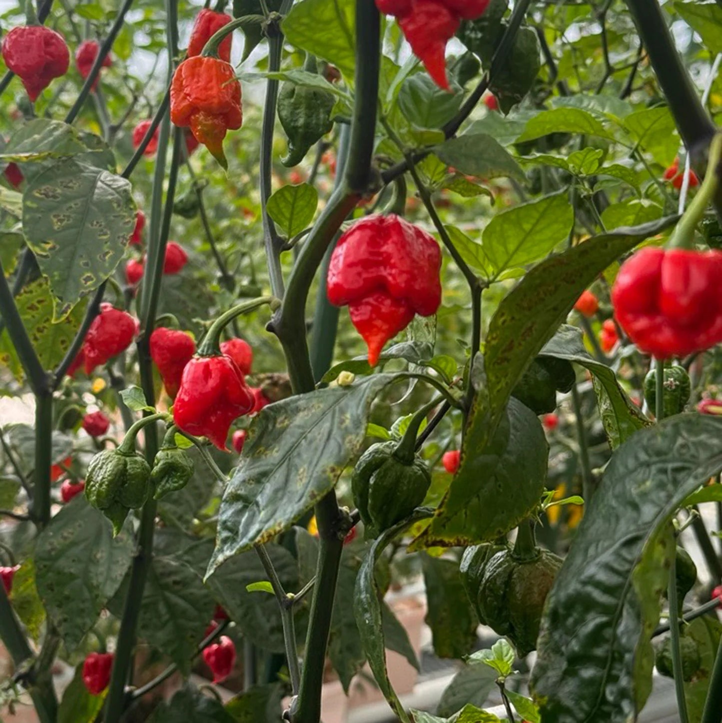 Dragon’s Breath Pepper Potted Plant