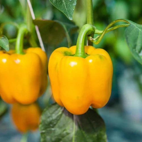 Golden Cal Wonder Bell Potted Plant