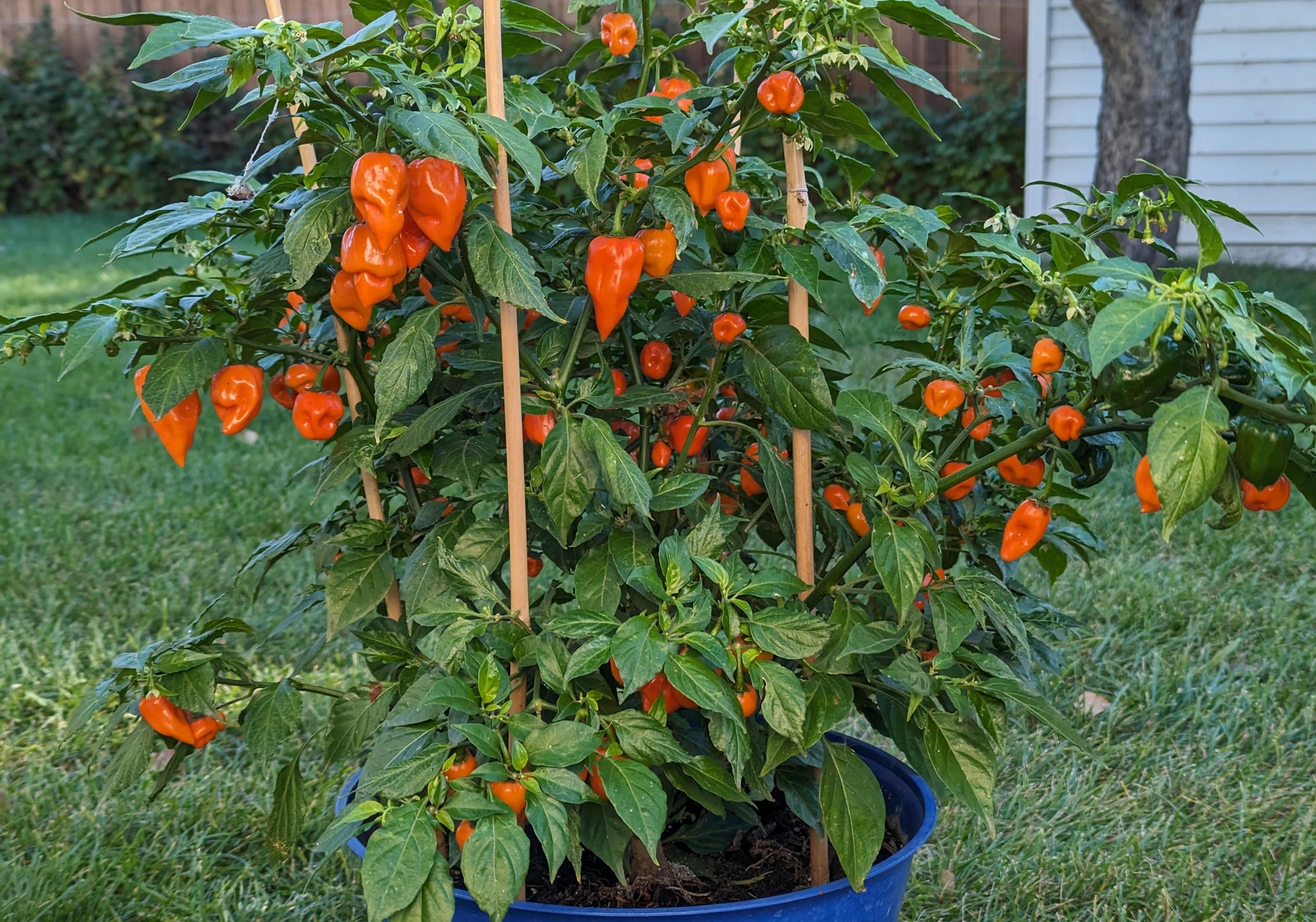 Habanero Orange Potted Plant