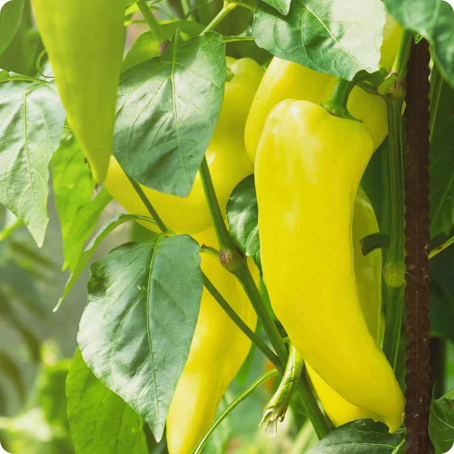 Hungarian Sweet Banana Pepper Potted Plant