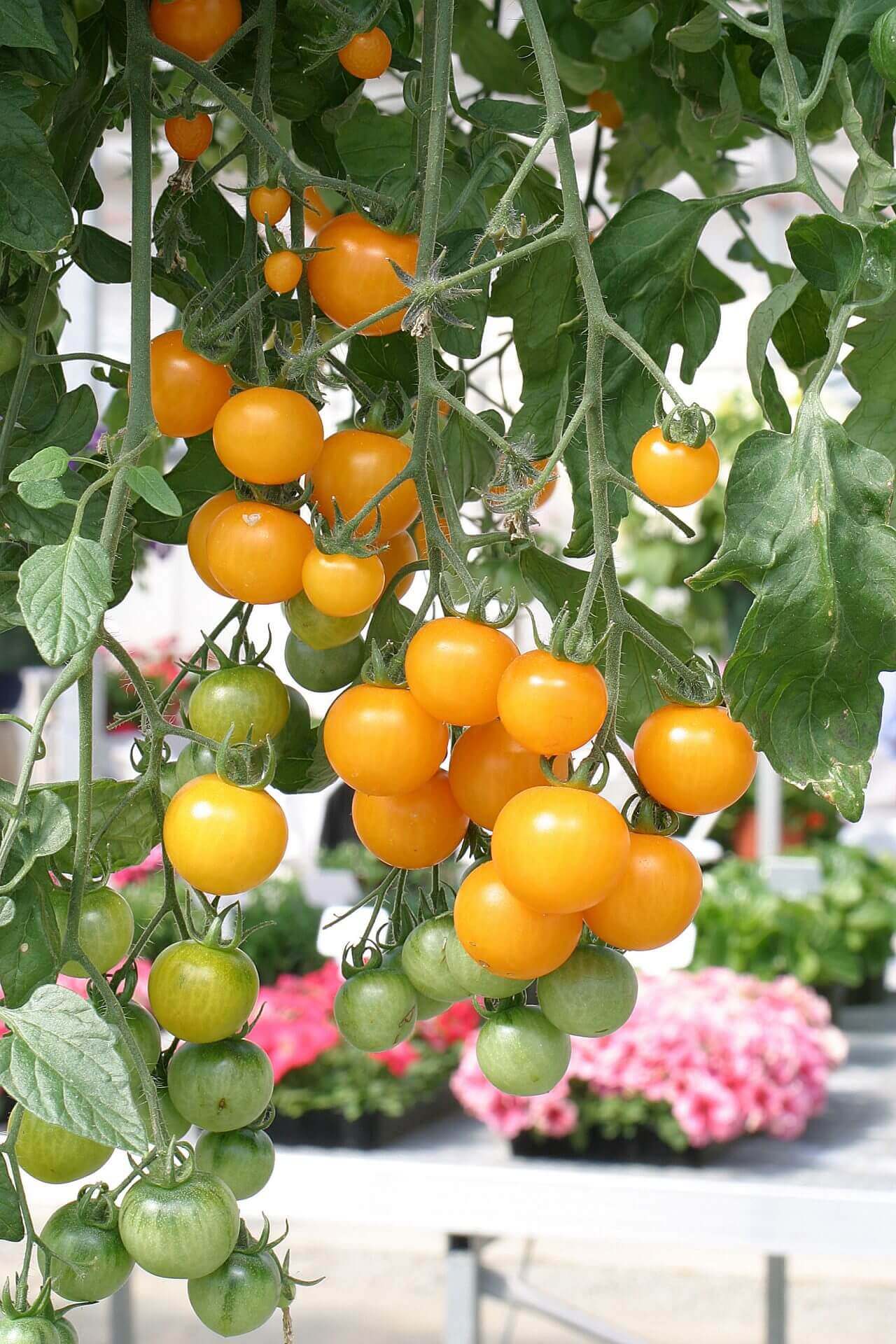 Tumbling Tom Yellow Tomato Plant