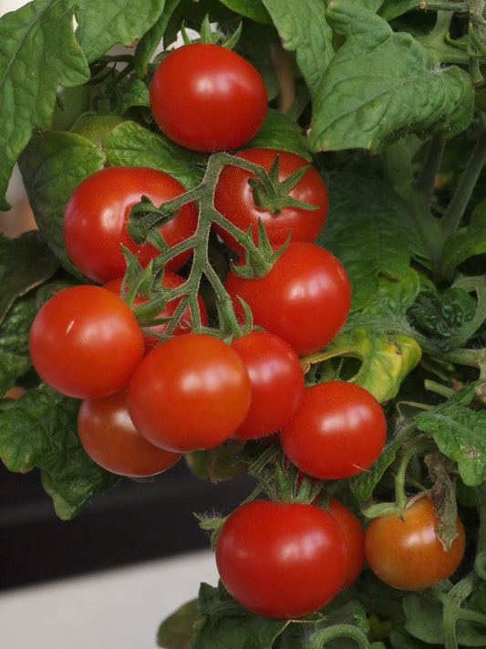 Tiny Tim Tomato Plant