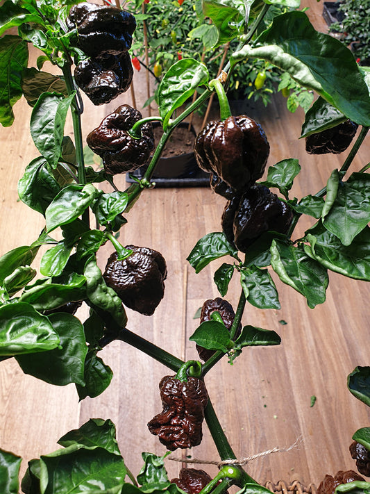7 Pot Congo Chocolate Potted Plant
