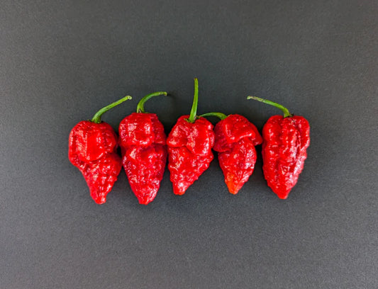 Apocalypse Scorpion Pepper Potted Plant