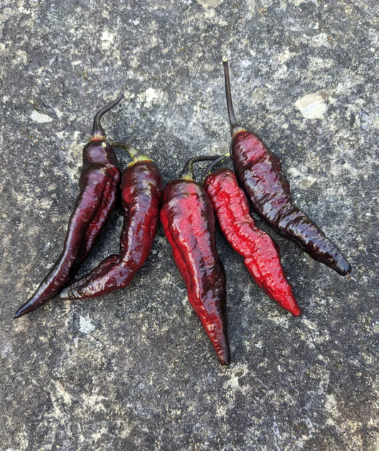 Blood Ghost Pepper Potted Plant