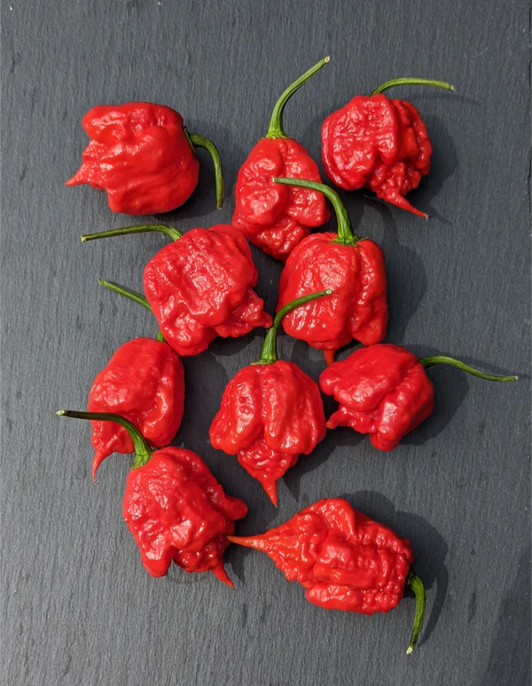 Carolina Reaper Potted Plant