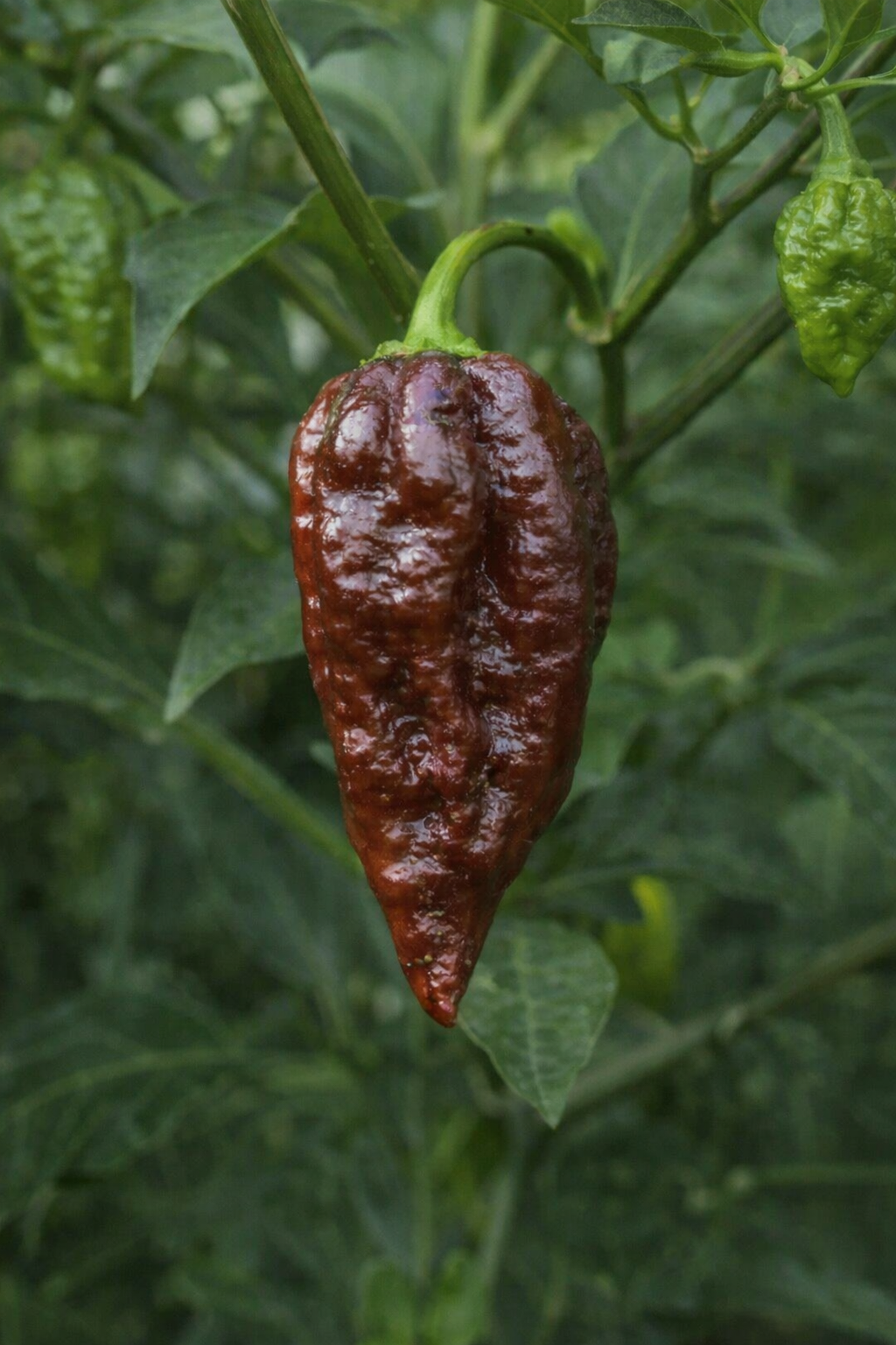 Chocolate Ghost Pepper 4" Nursery Plant