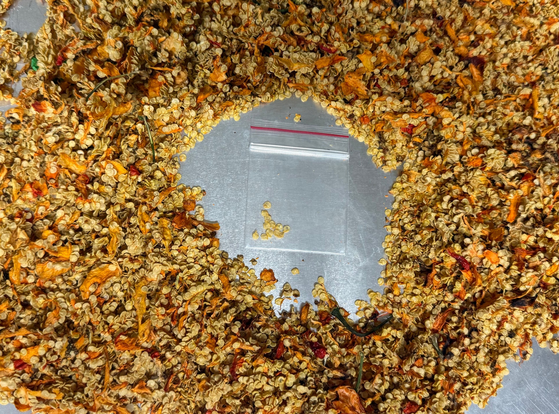 Dragons Breath Seeds