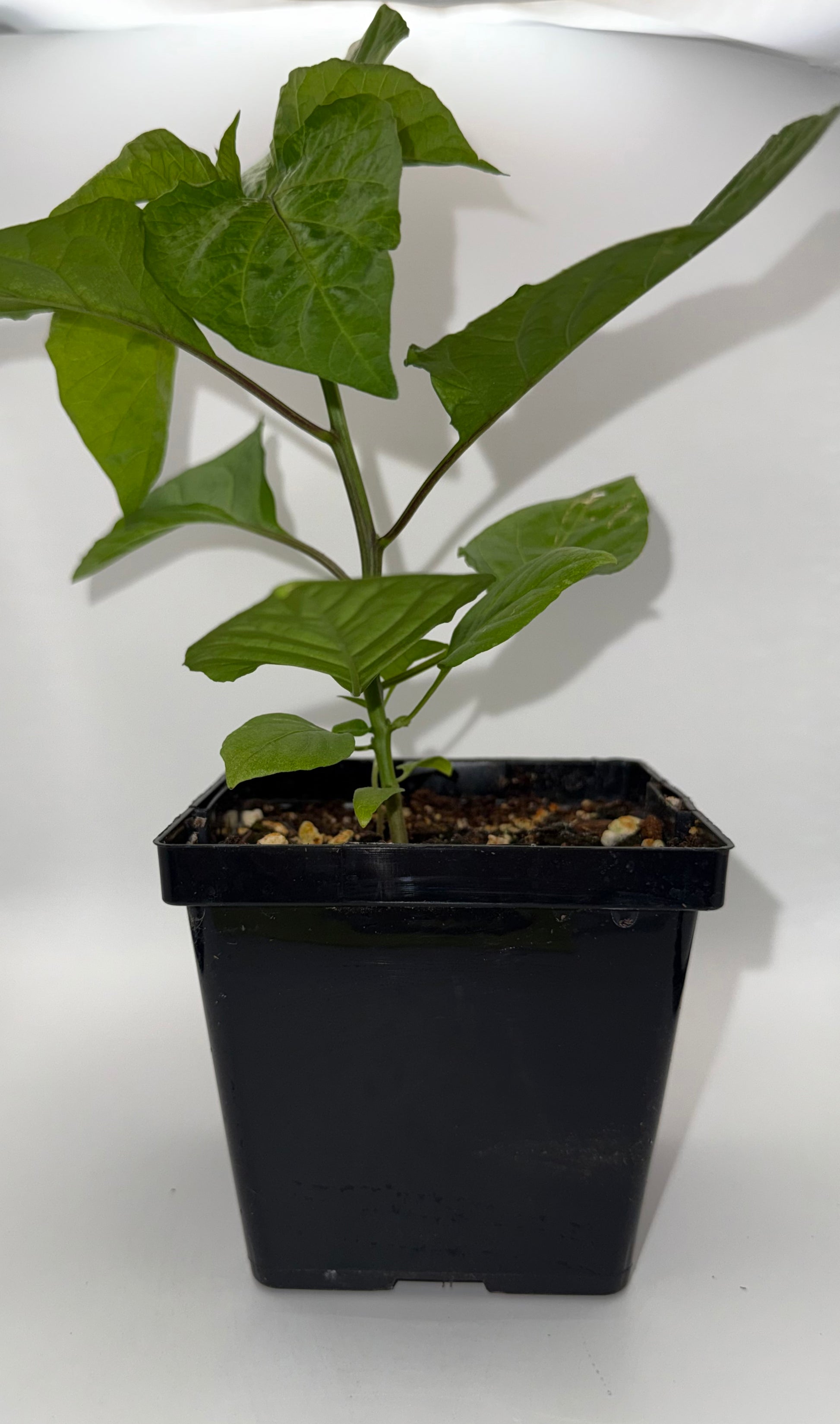 Red Trinidad Moruga Scorpion 4" Nursery Plant
