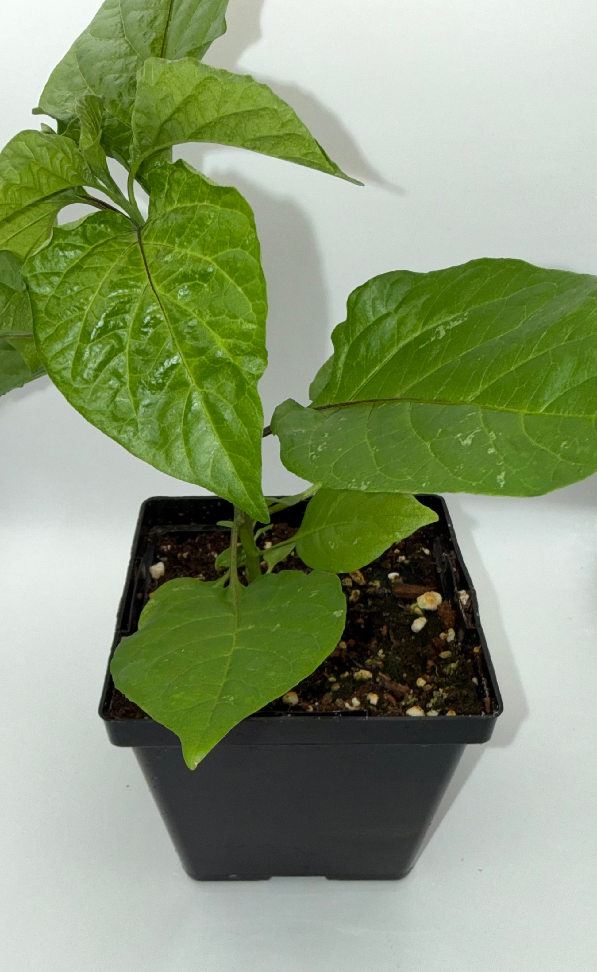 Red Trinidad Moruga Scorpion 4" Nursery Plant