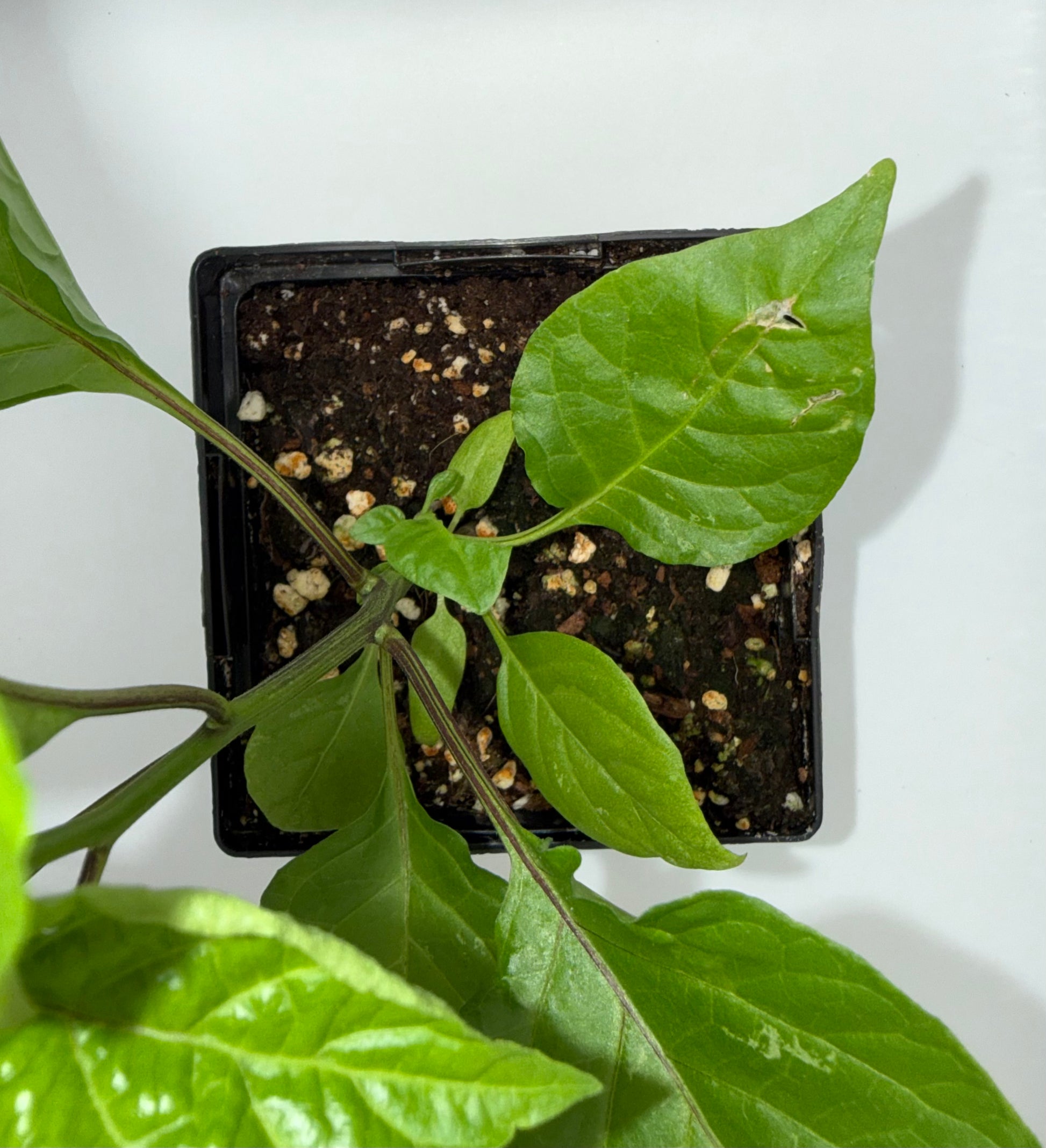 Red Trinidad Moruga Scorpion 4" Nursery Plant
