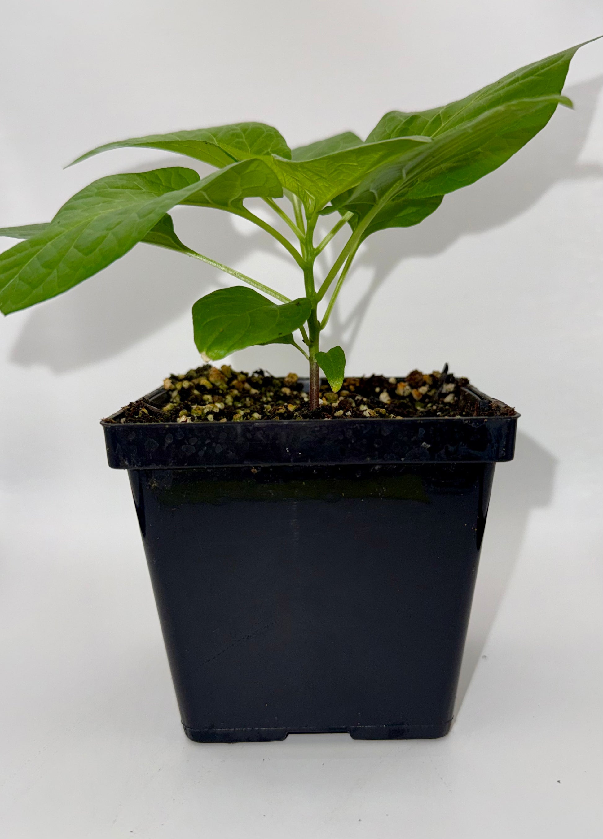 Coyote Zan White 4" Nursery Plant