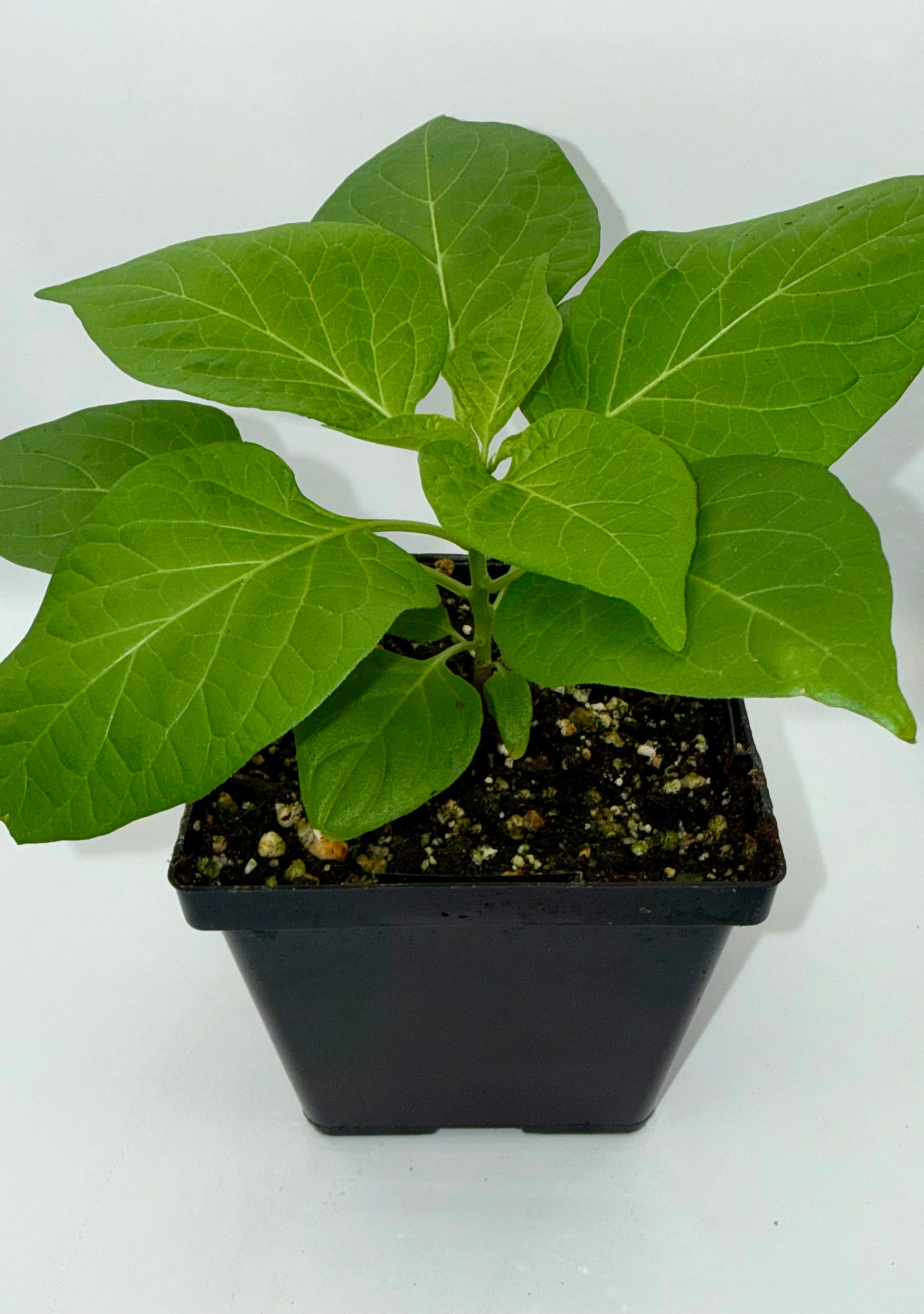 Coyote Zan White 4" Nursery Plant