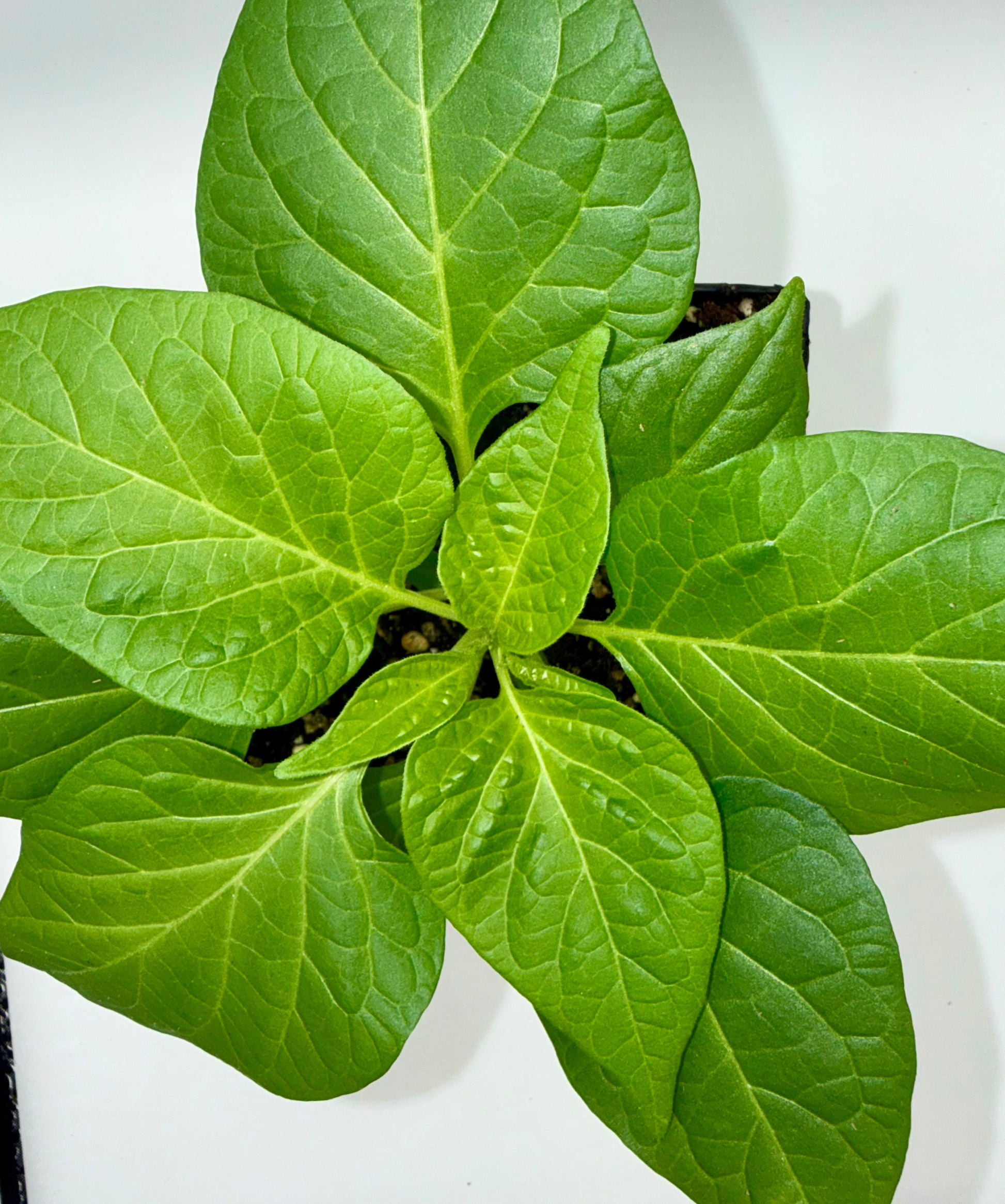 Coyote Zan White 4" Nursery Plant