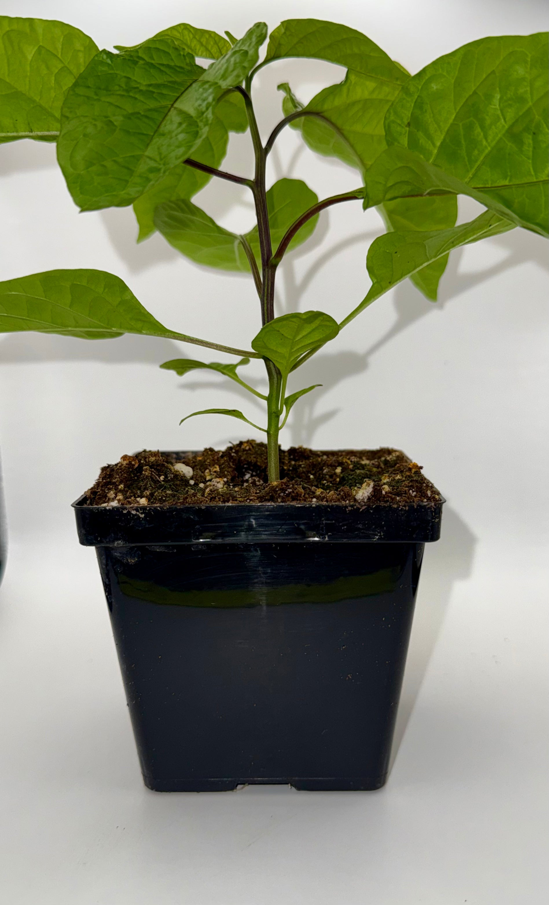 Carolina Reaper 4" Nursery Plant