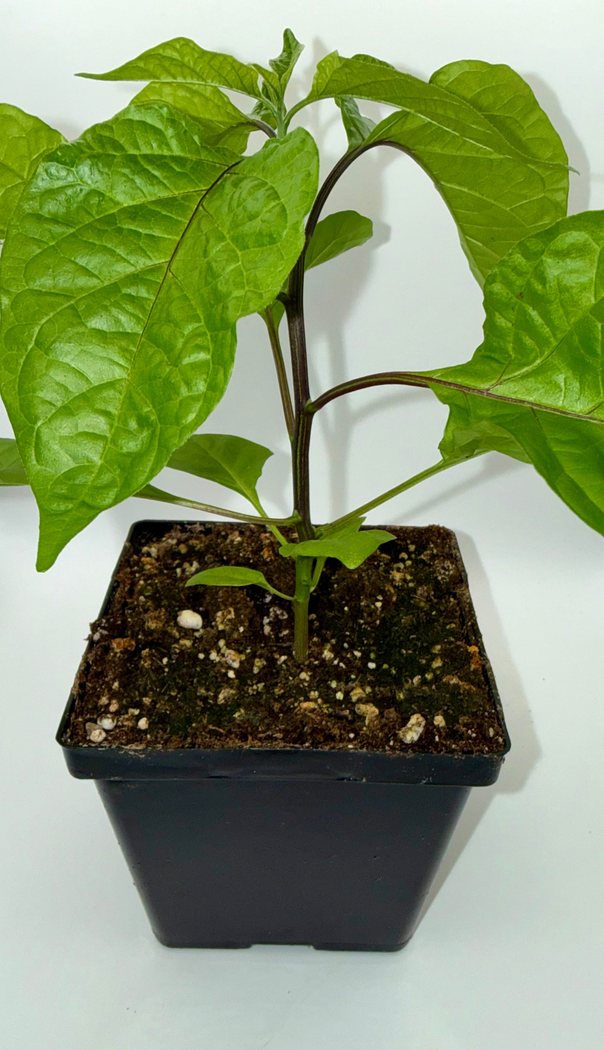 carolina reaper plant pot size Carolina Reaper 4" Nursery Plant – True North Peppers