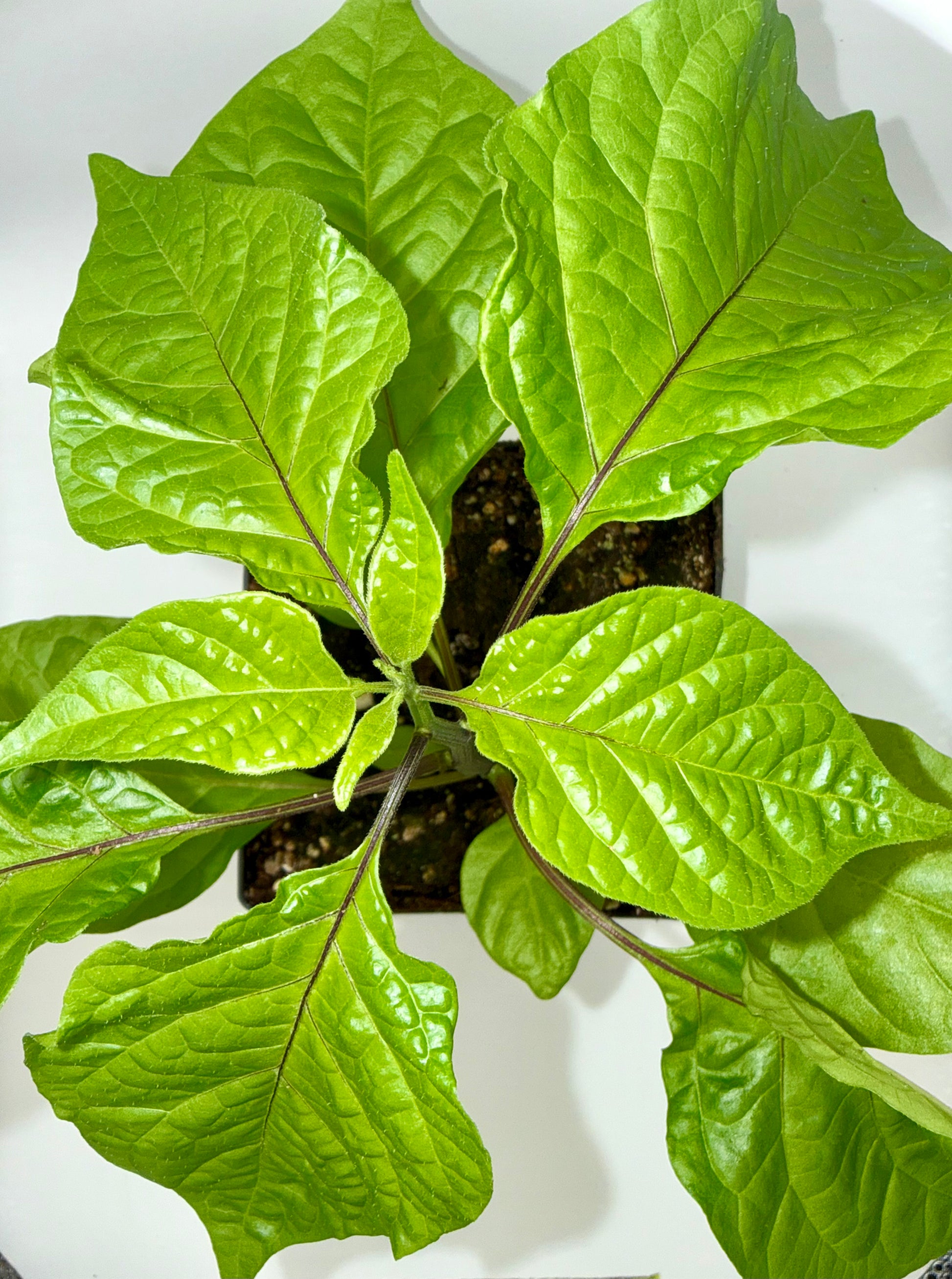 Carolina Reaper 4" Nursery Plant