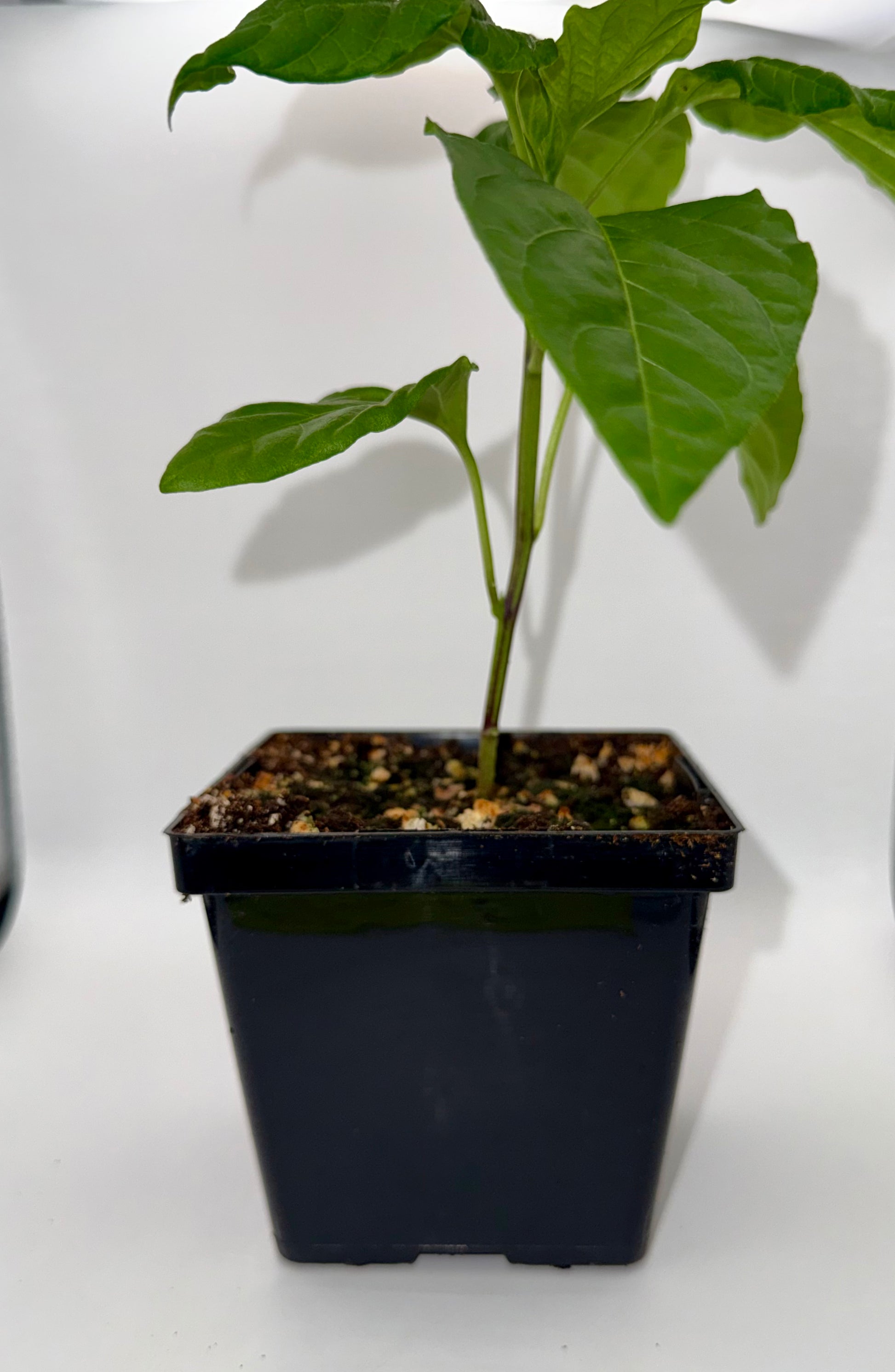 Guajillo 4" Nursery Plant