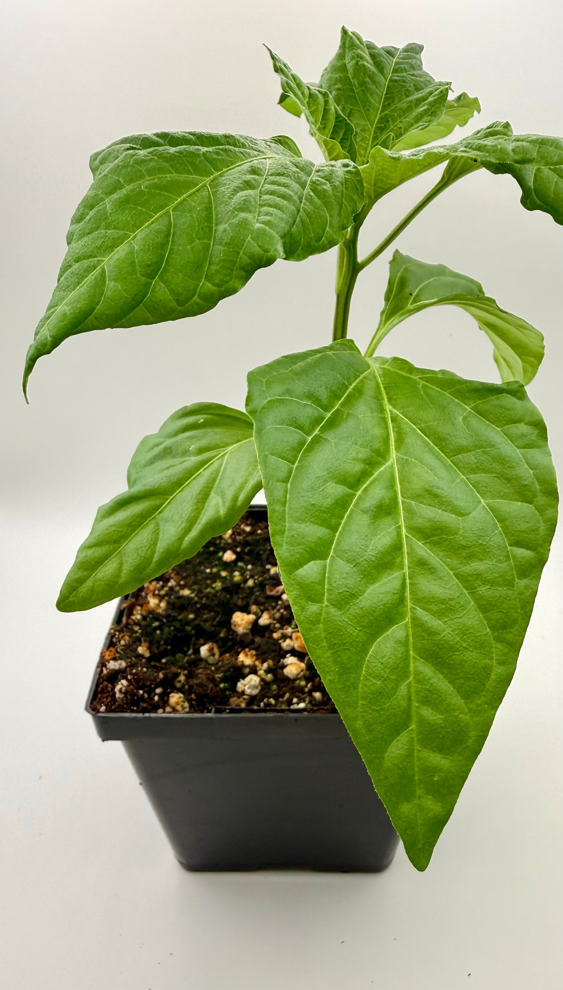 Guajillo 4" Nursery Plant