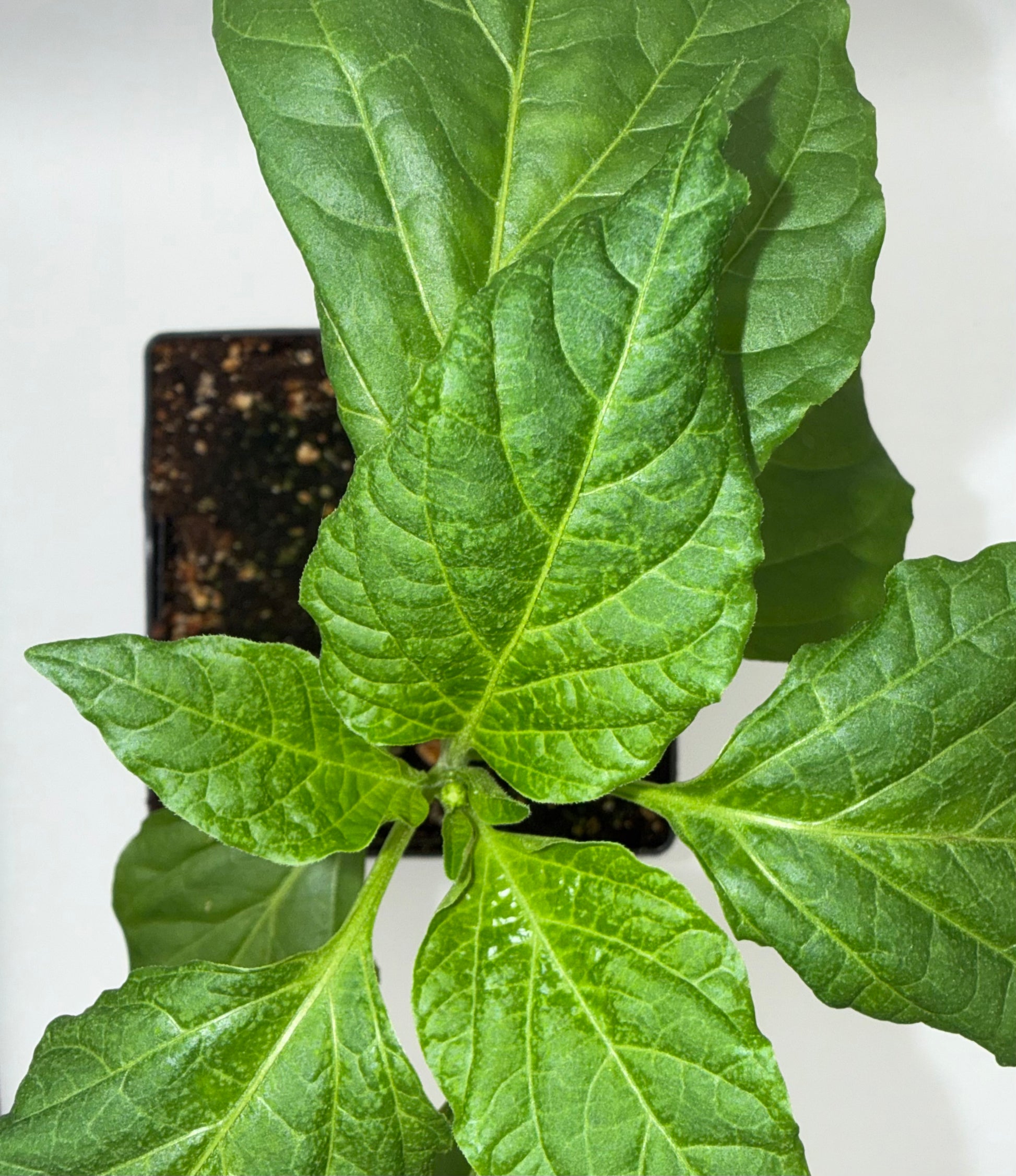 Guajillo 4" Nursery Plant