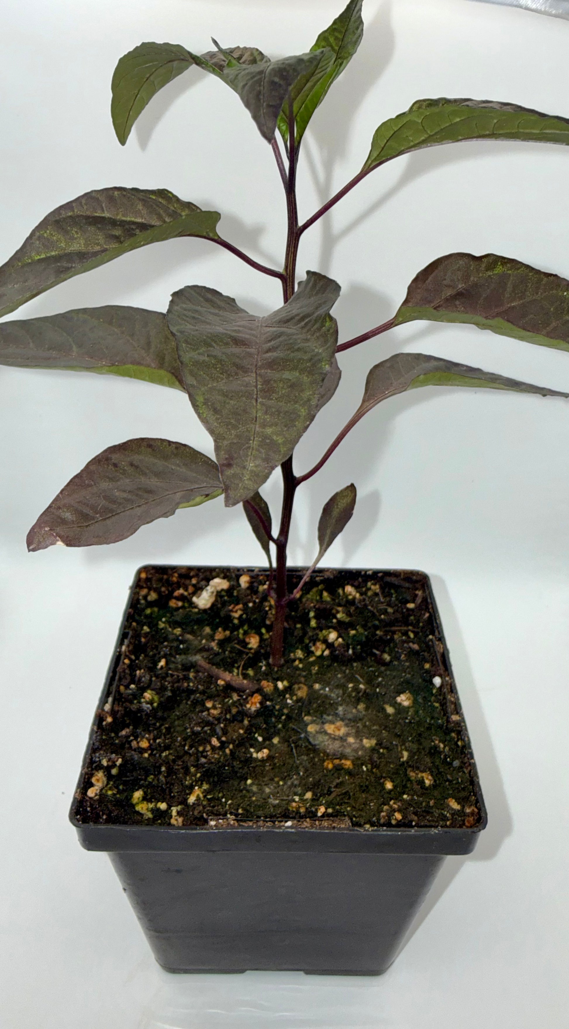 dracula plant indoor Count Dracula 4" Nursery Plant – True North Peppers