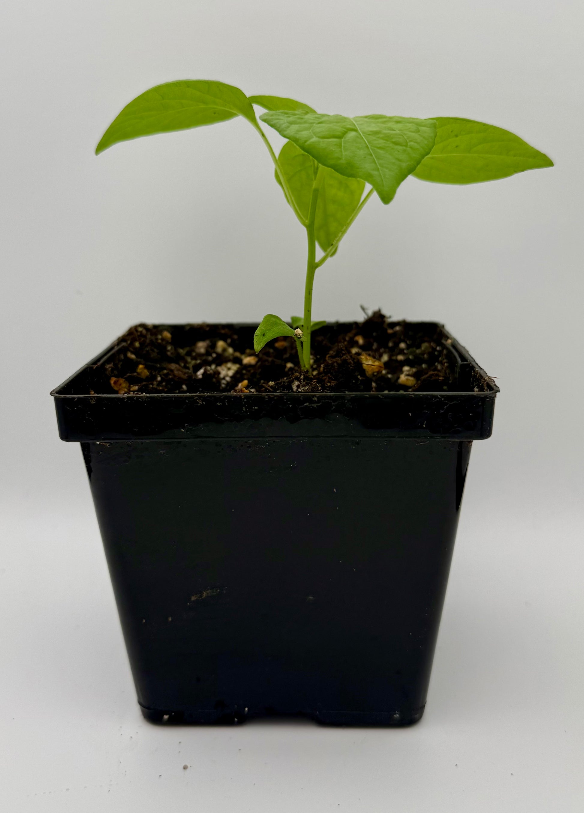Ají Lemon 4” Nursery Plant