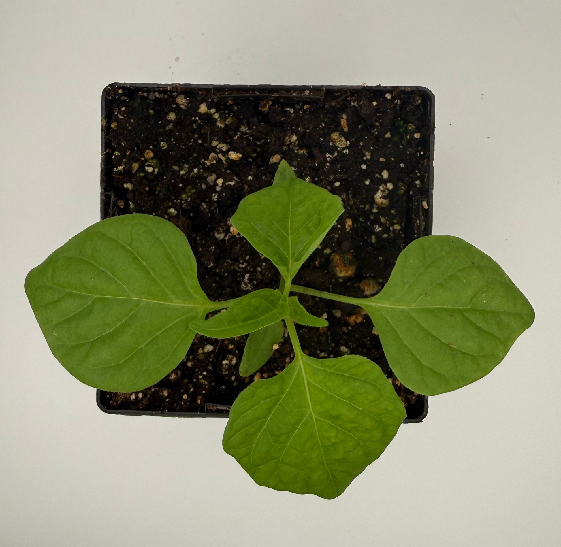 Ají Lemon 4” Nursery Plant