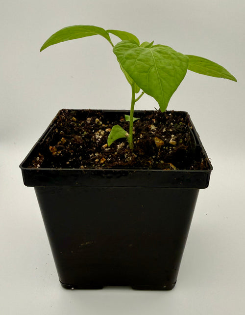 pot size for habanero plant Habanero Orange Potted Plant – True North Peppers