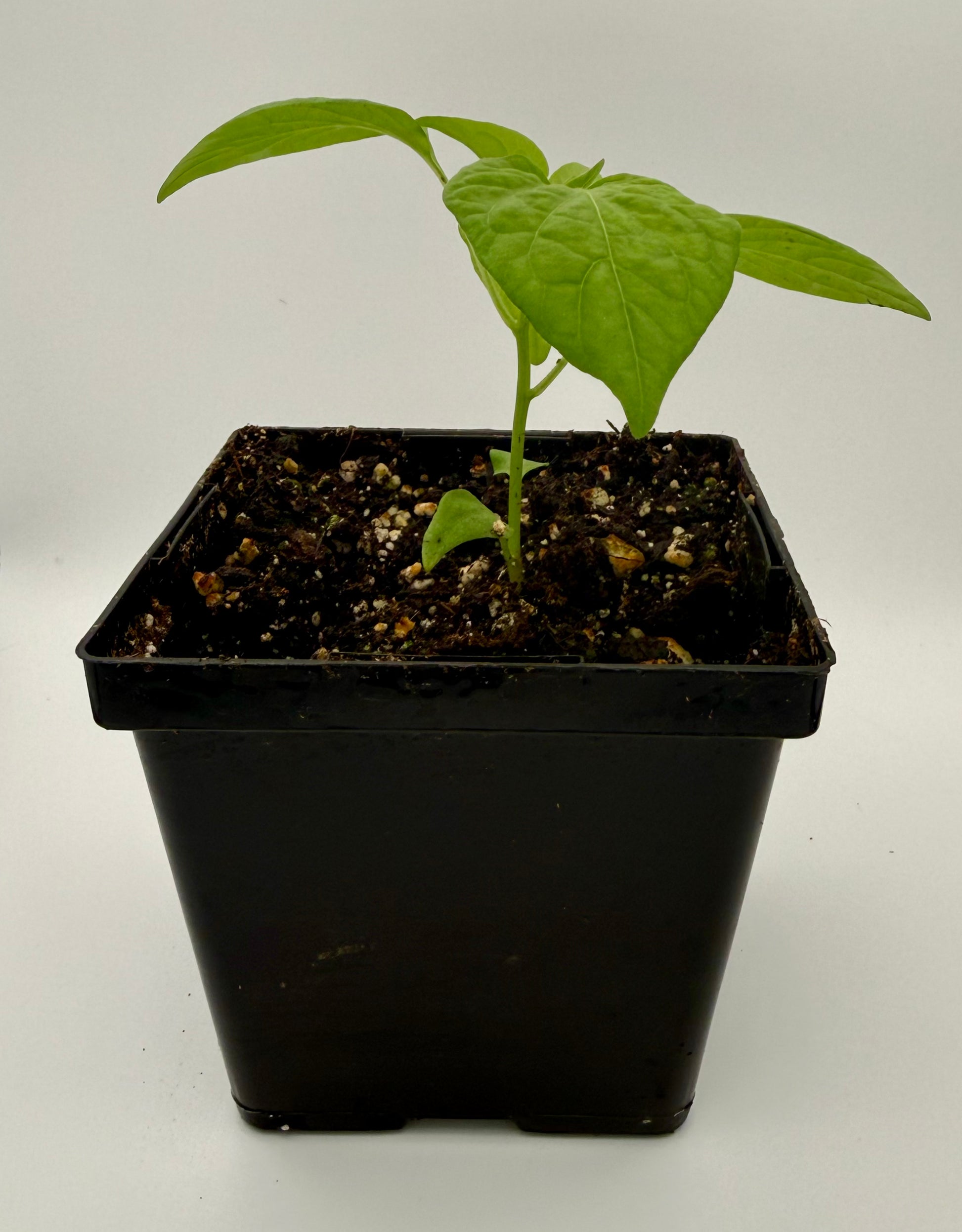 Ají Lemon 4” Nursery Plant