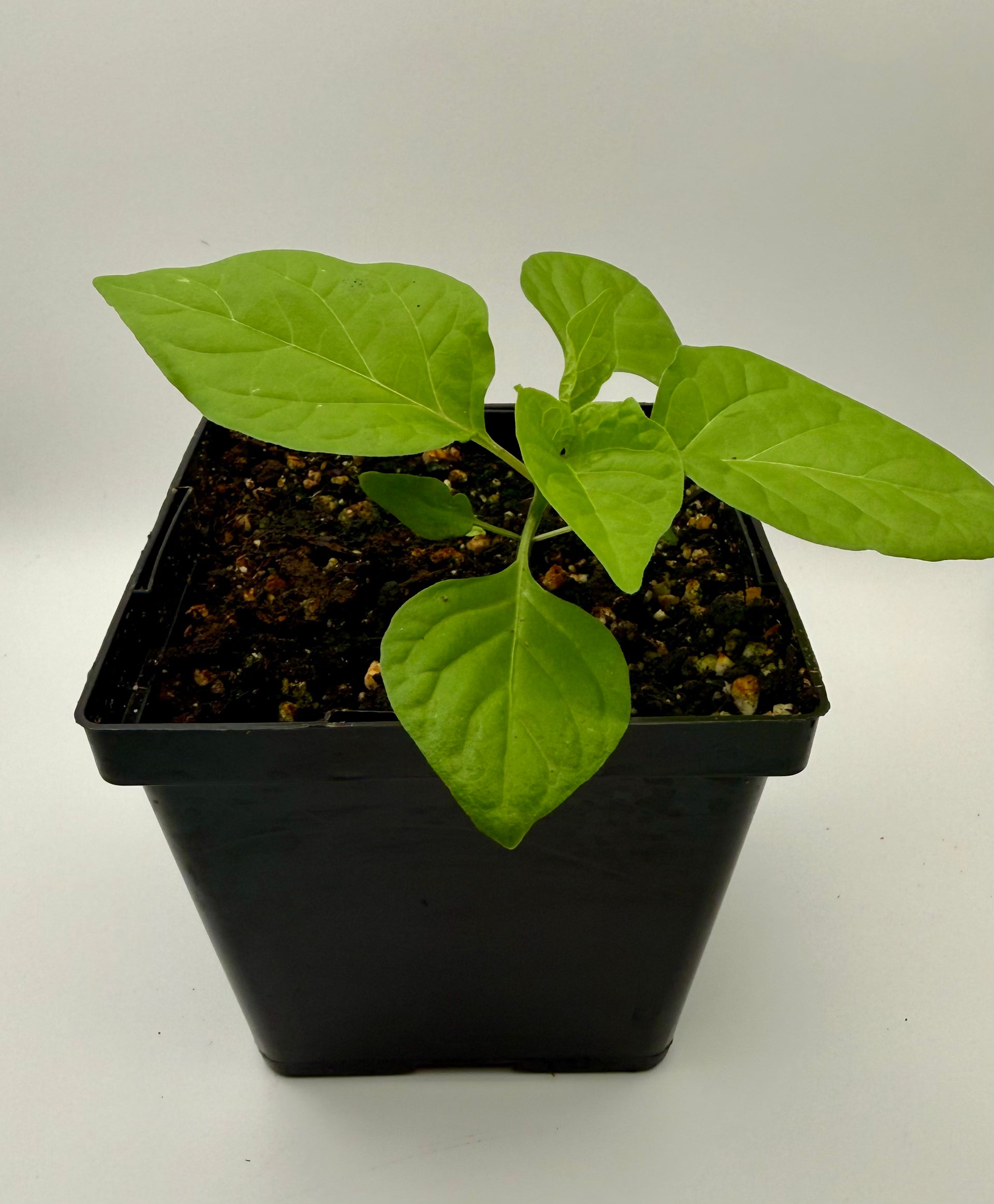 Dragon's Breath 4" Nursery Plant  True North Peppers
