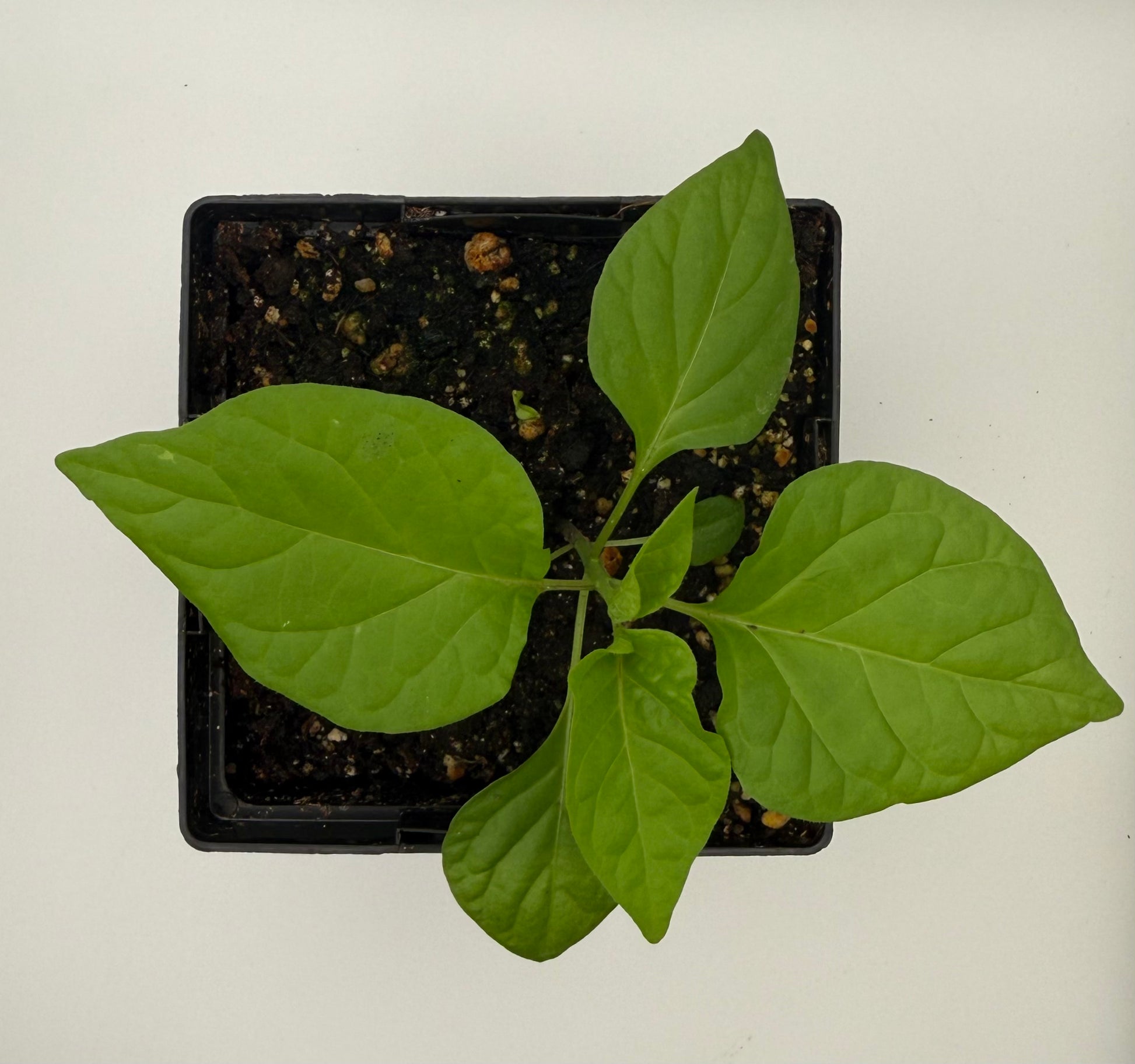 Dragon’s Breath 4" Nursery Plant