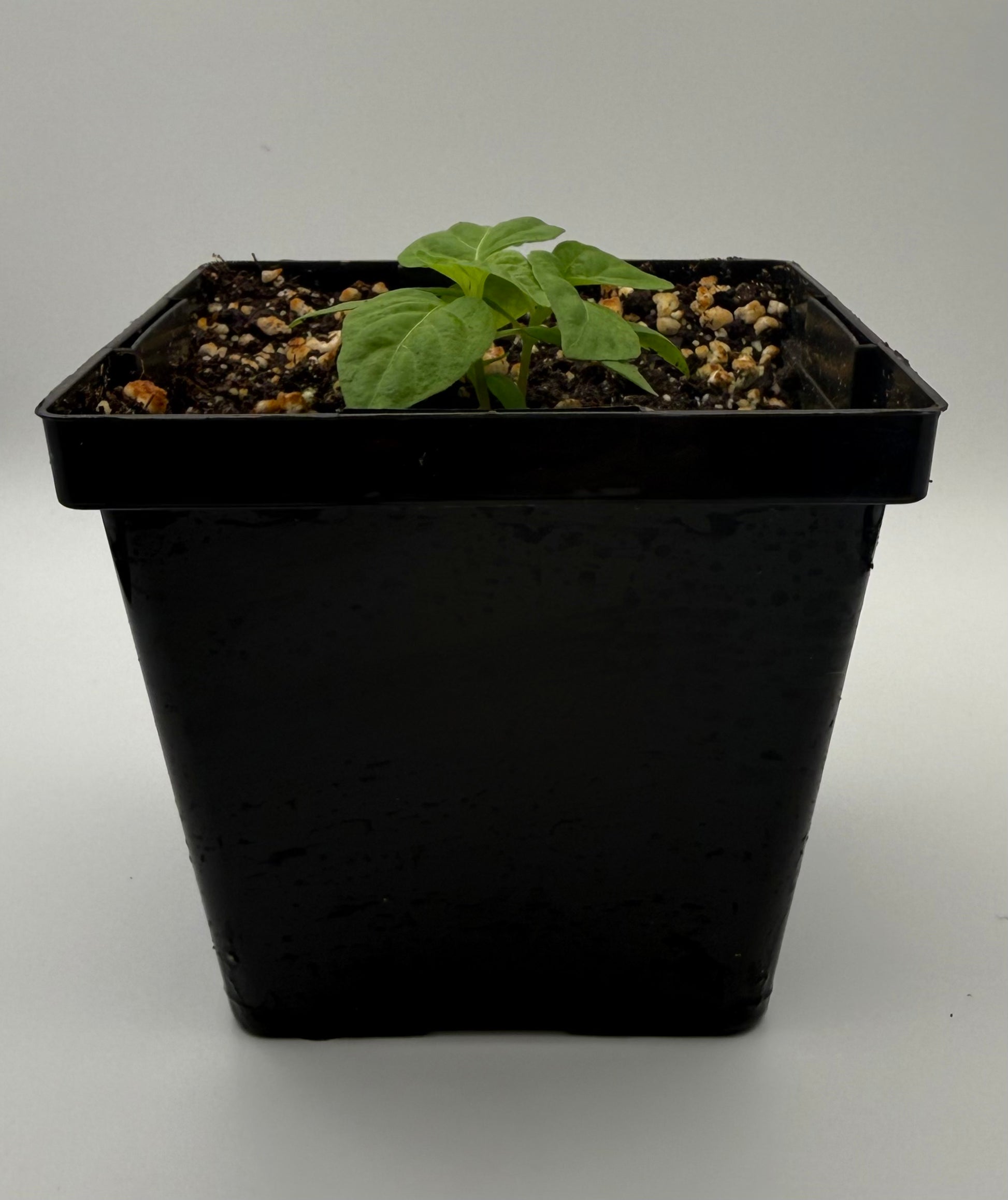 Sugar Rush Stripey 4" Nursery Plant