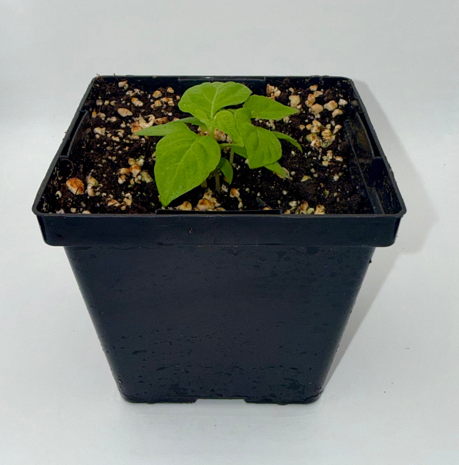 Sugar Rush Stripey 4" Nursery Plant