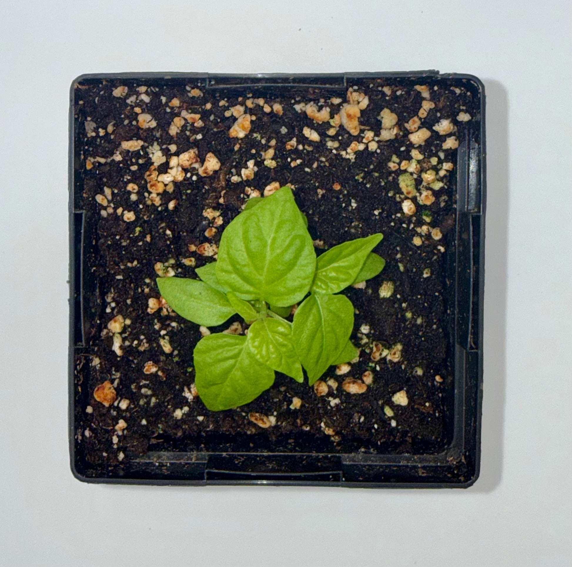 Sugar Rush Stripey 4" Nursery Plant