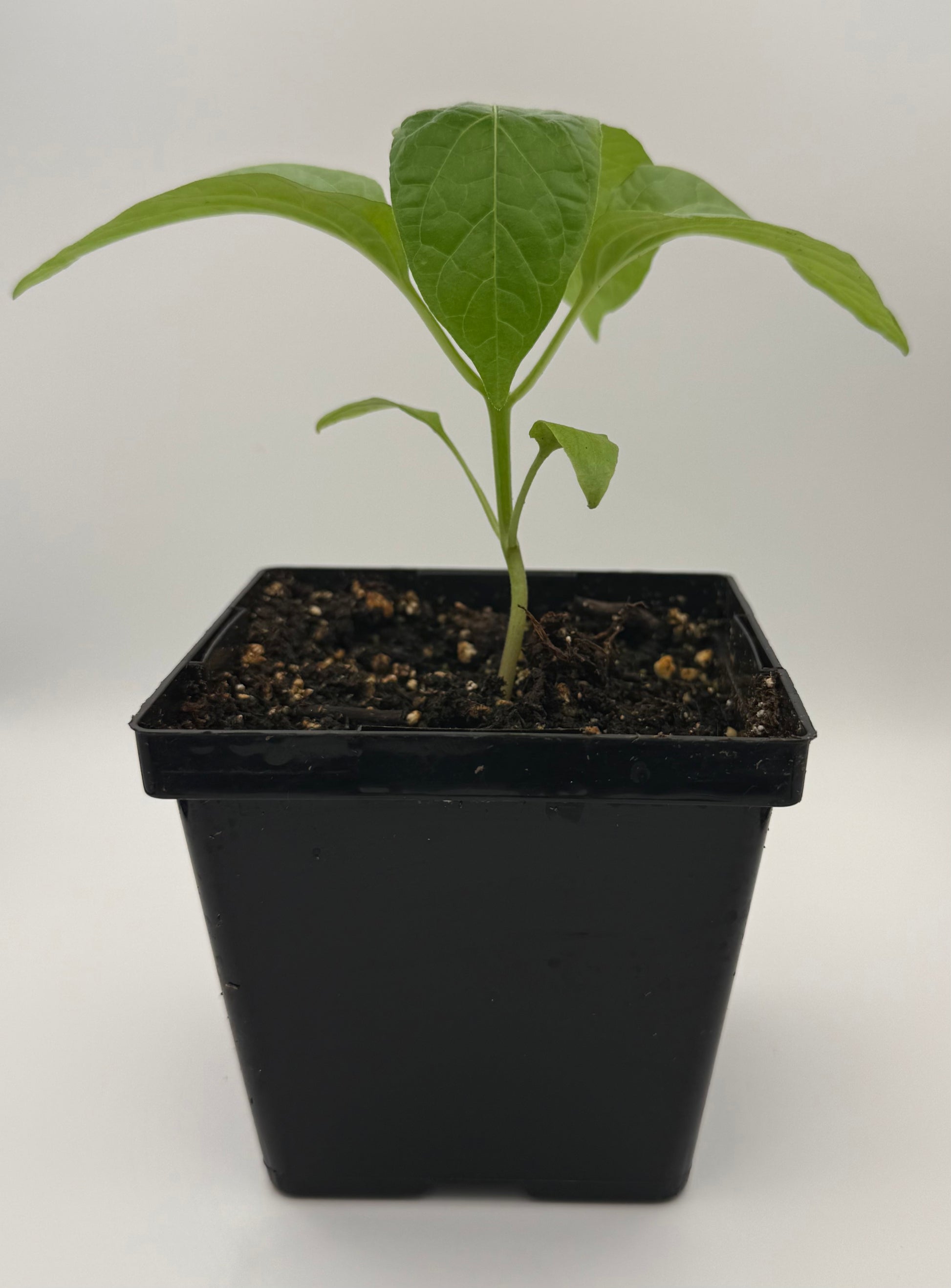 ghost pepper plant pot size Chocolate Ghost Pepper 4" Nursery Plant – True North Peppers
