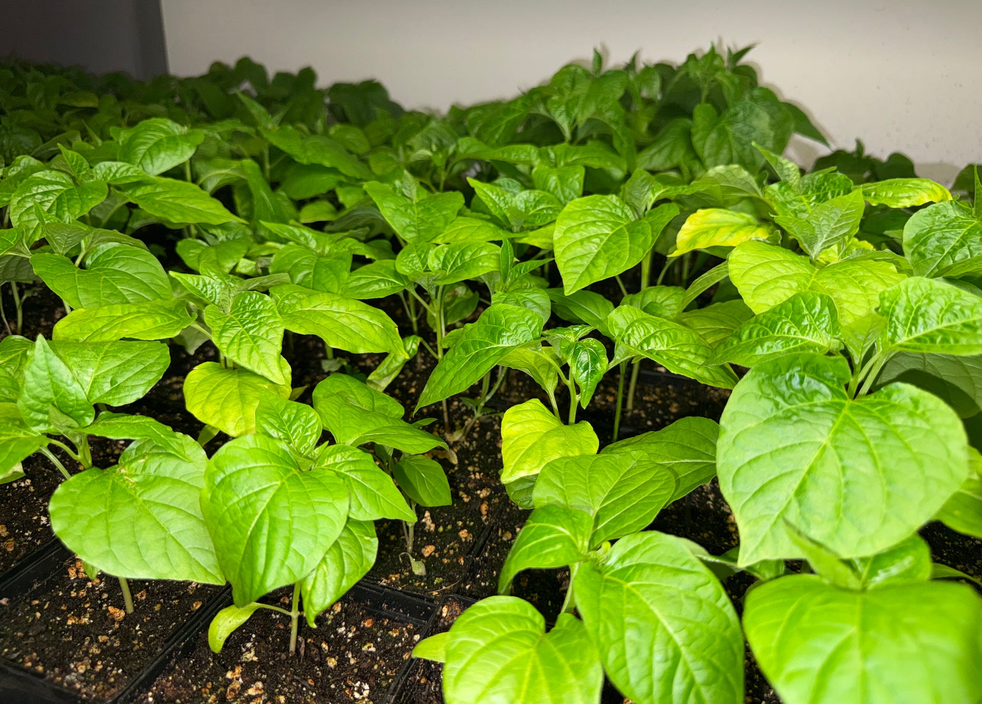 Chocolate Ghost Pepper 4" Nursery Plant