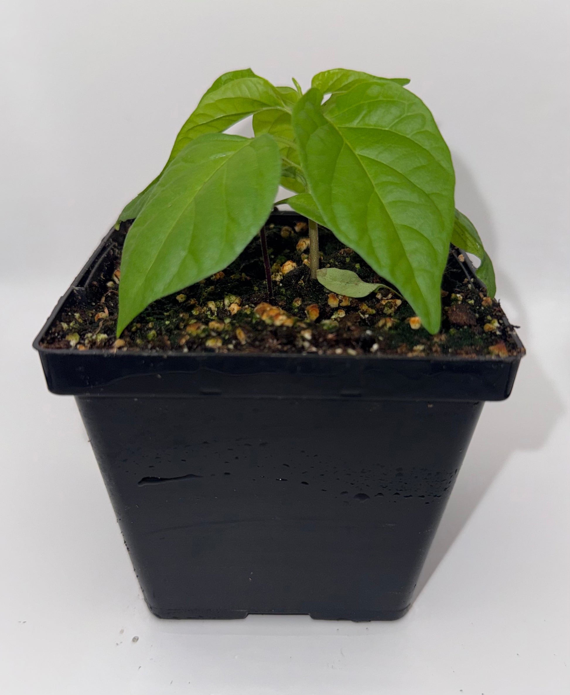Scotch Bonnet Type C 4" Nursery Plant