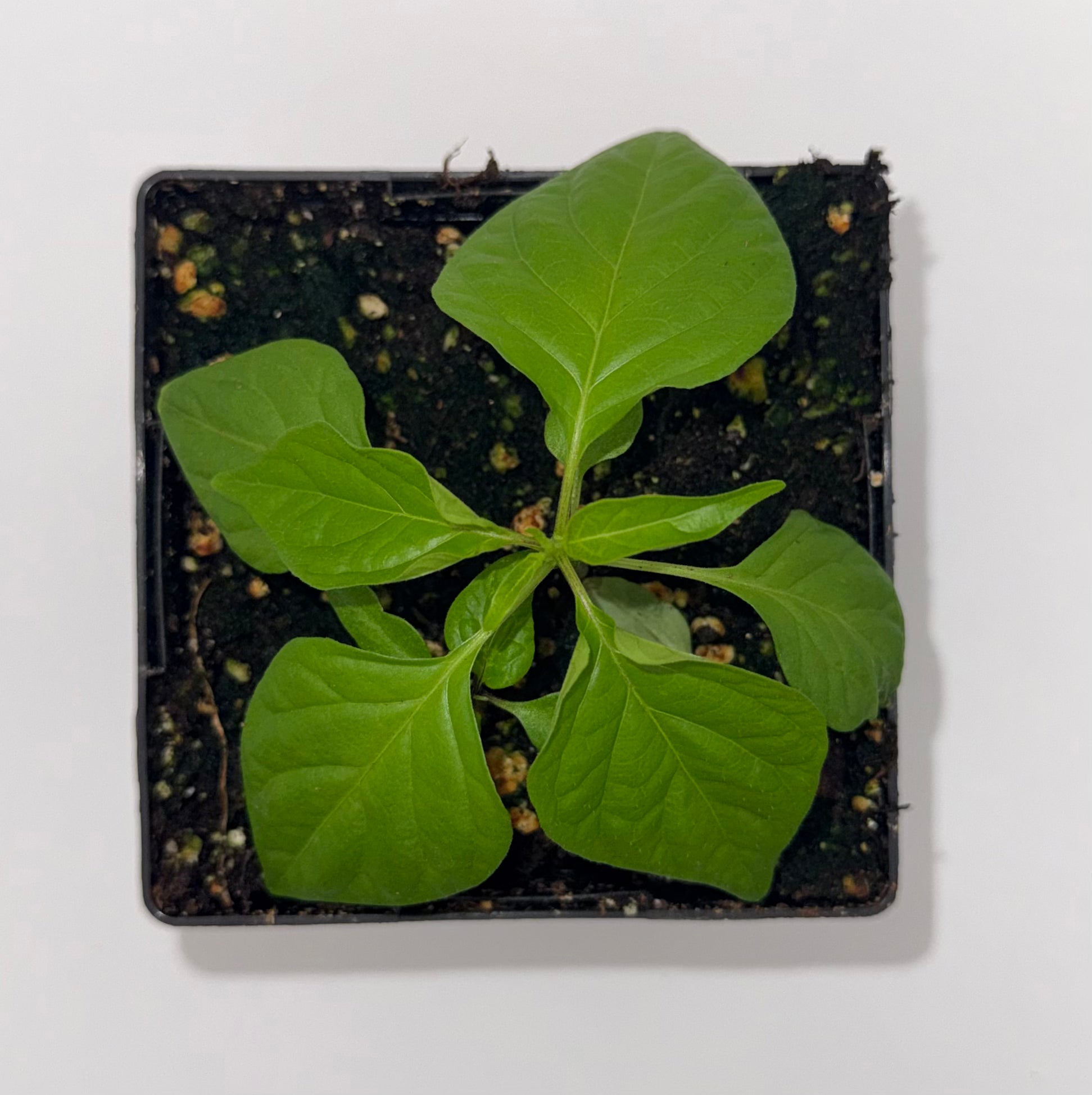 Scotch Bonnet Type C 4" Nursery Plant