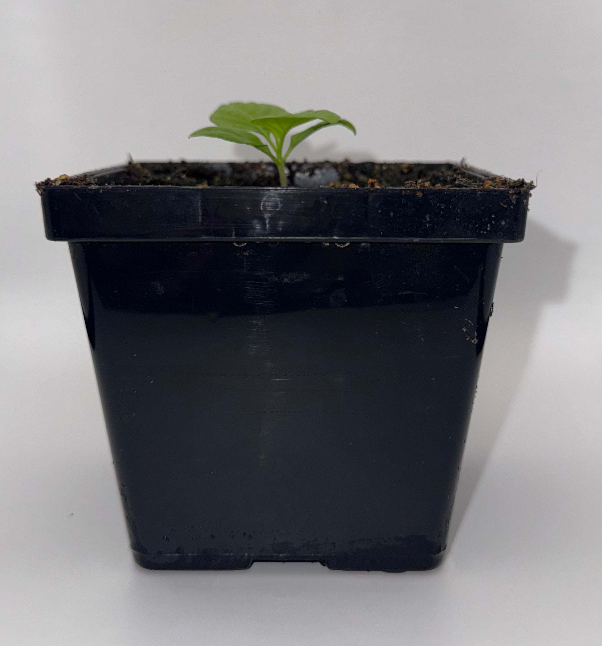 Scotch Bonnet Type A 4" Nursery Plant